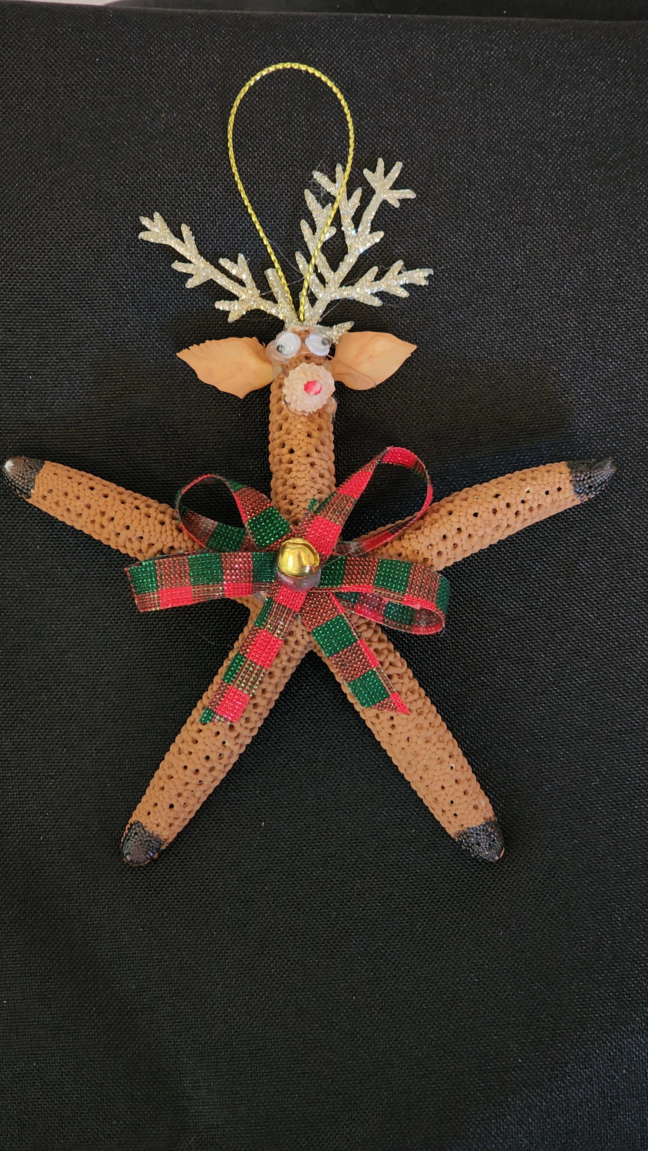 Reindeer Starfish