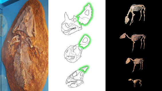 transitional fossil thumbnail v2.2.png