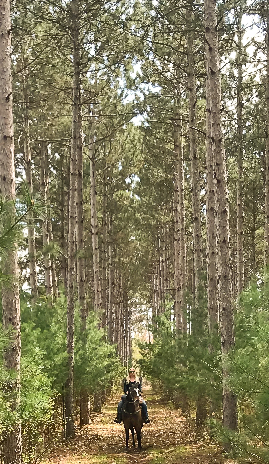 Minnesota Horseback Riding | Wild River State Park