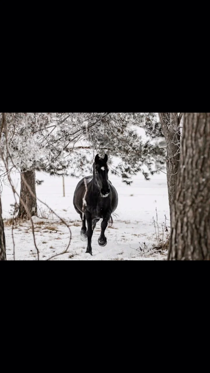 True North Ranch Horse Boarding Hastings Gallery