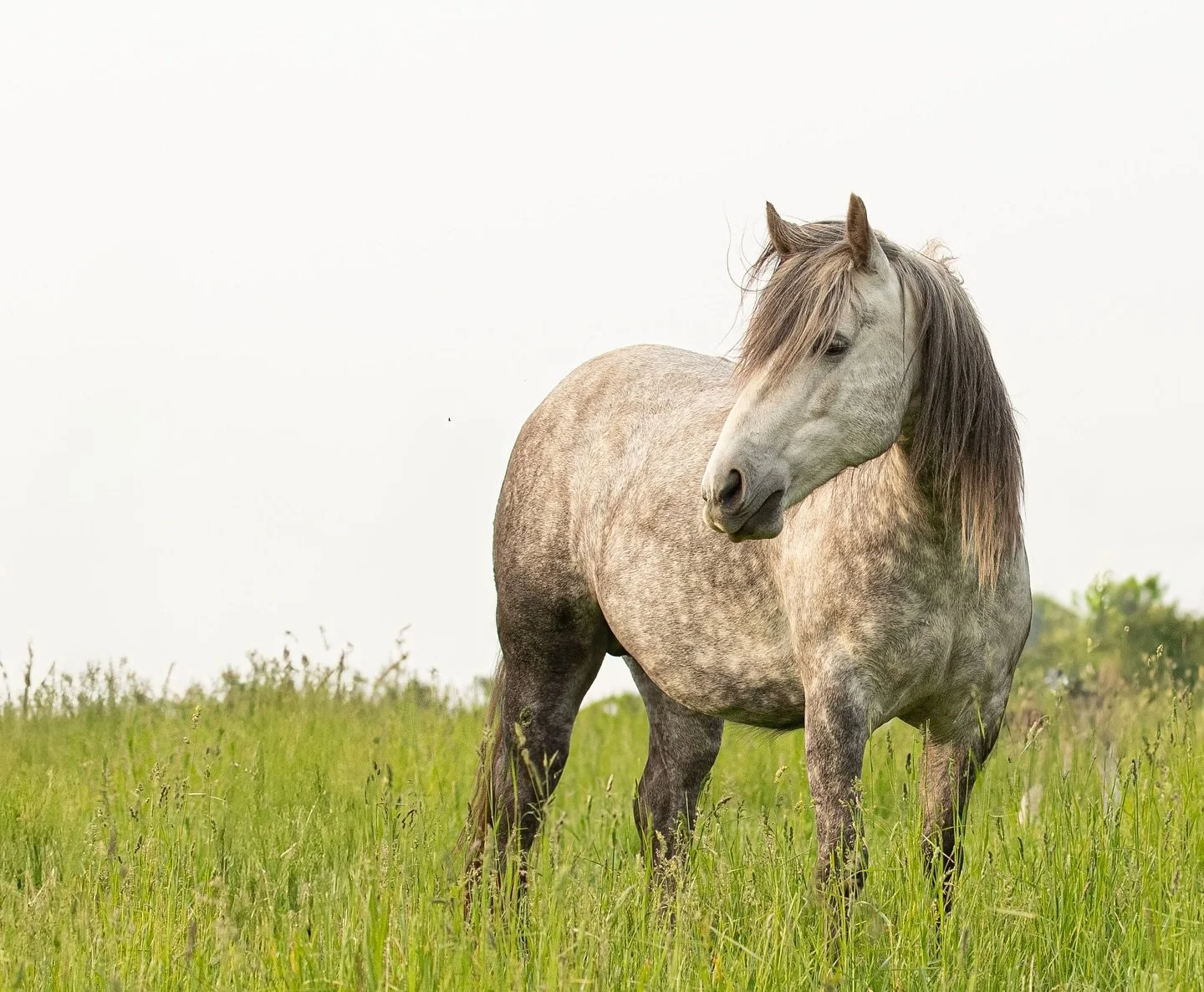 Thankfulness makes much of little. 🌟 Thankful, grateful , blessed for green pastures to nourish our horses. 💫