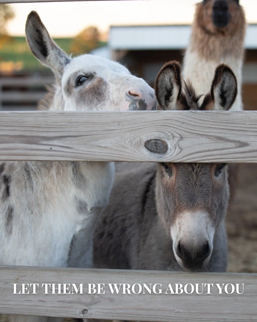 Let them be wrong about you. 

#truenorthranchmn #thisismytruenorth #mnhorses
