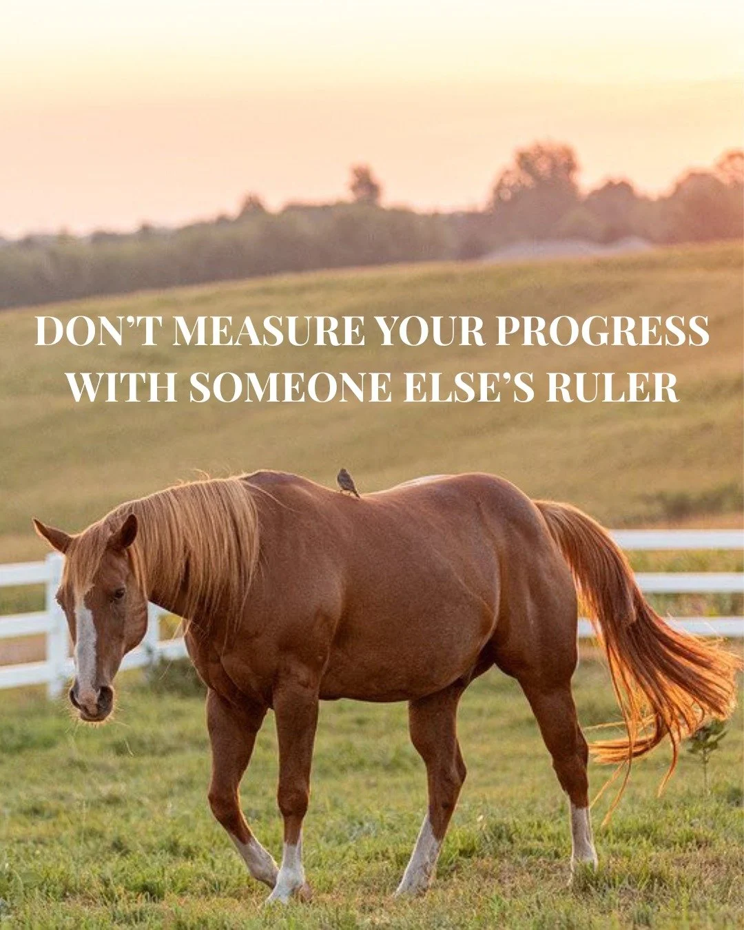Don't measure your progress with someone else's ruler. As equestrains, we do this too often. Remember, your journey with your horse is unique to the two of you. 

#truenorthranchmn #thisismytruenorth #mnhorses
