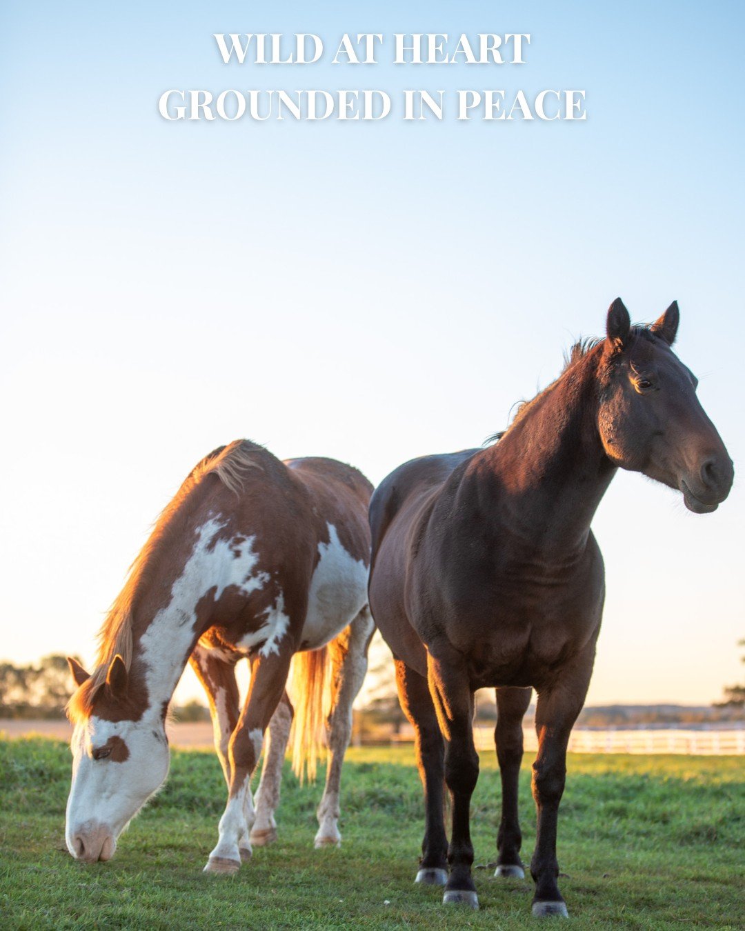 Horses ground us.

#truenorthranchmn