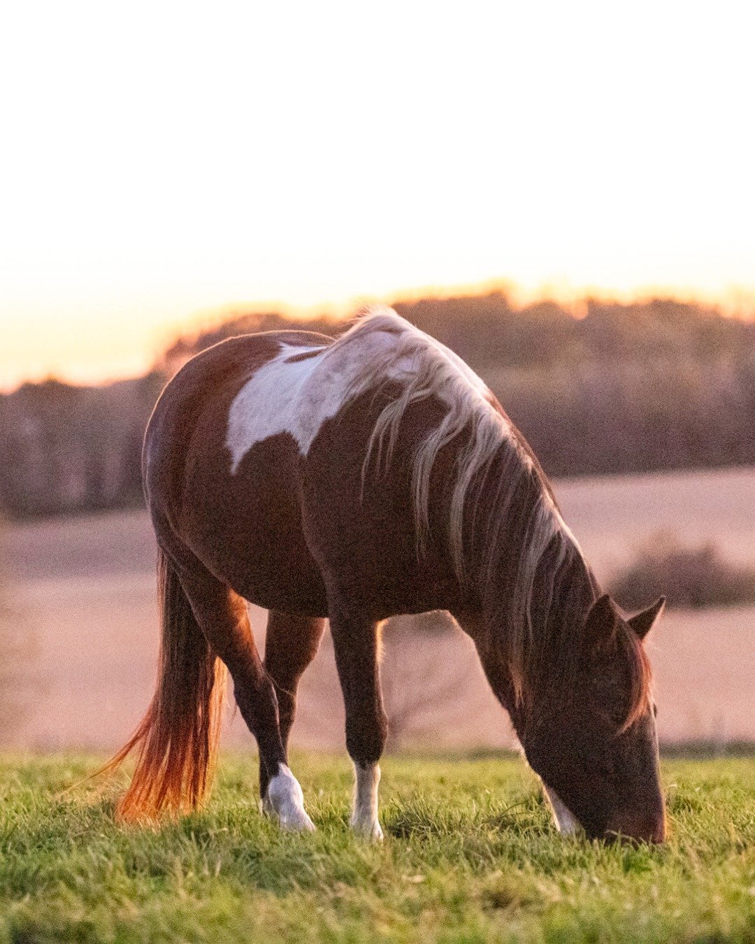 𝘵𝘩𝘪𝘴 𝘢𝘯𝘥 𝘢𝘯 𝘦𝘯𝘵𝘪𝘳𝘦 𝘚𝘢𝘵𝘶𝘳𝘥𝘢𝘺 𝘢𝘵 𝘵𝘩𝘦 𝘣𝘢𝘳𝘯

#truenorthranchmn #thisismytruenorth #horses