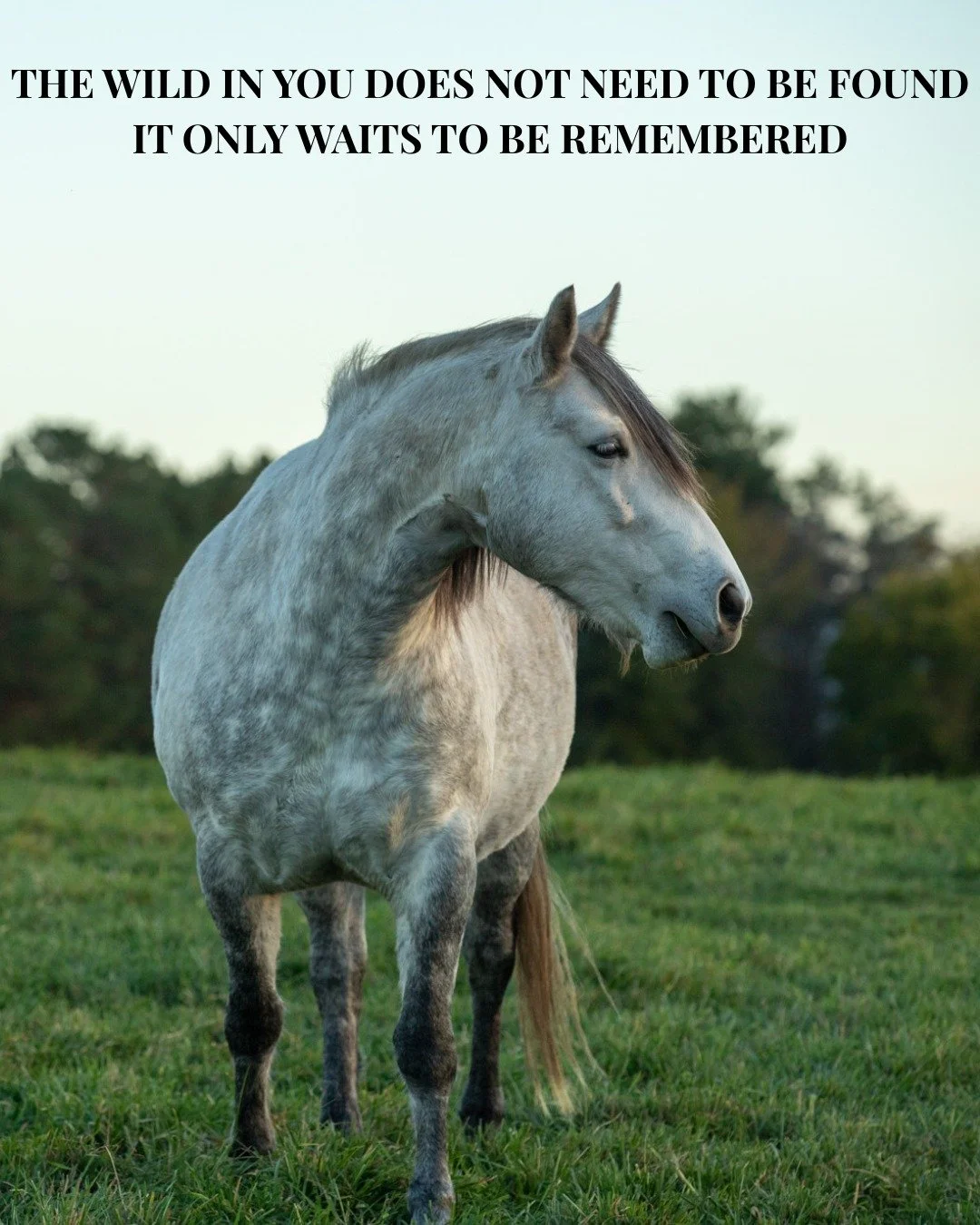 Live wild. Your horse does.

#truenorthranchmn #thisismytruenorth #mnhorses