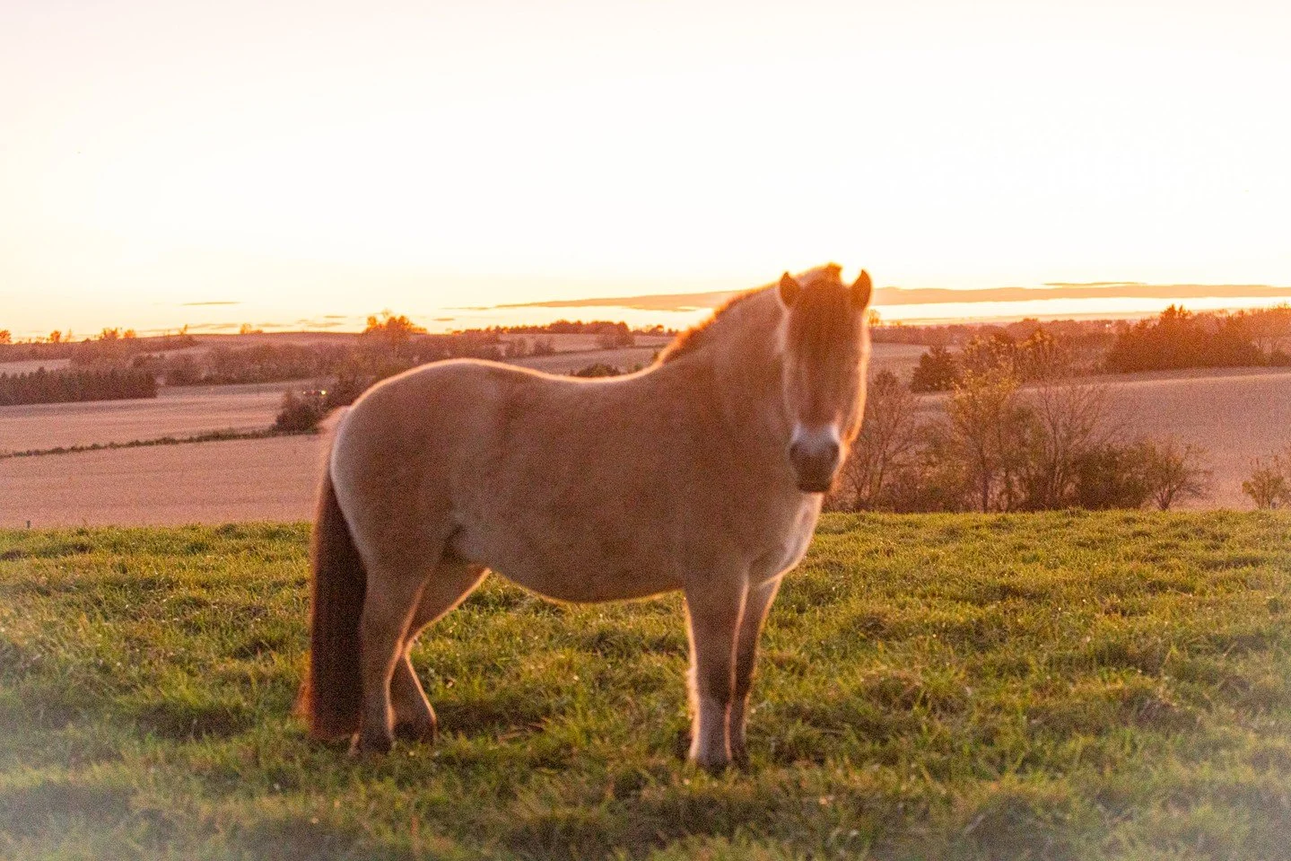 𝘢𝘯𝘺𝘵𝘩𝘪𝘯𝘨 𝘸𝘰𝘳𝘵𝘩 𝘩𝘢𝘷𝘪𝘯𝘨, 𝘪𝘴 𝘸𝘰𝘳𝘵𝘩 𝘸𝘰𝘳𝘬𝘪𝘯𝘨 𝘧𝘰𝘳

Keep going.

#truenorthranchmn #mnhorses