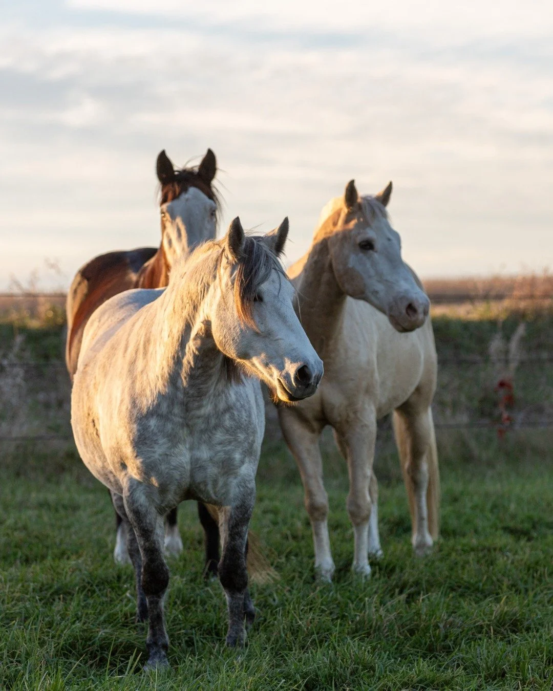 In case it wasn't obvious, thankful for horses!

#thankful #gratedul #blessed #horses #truenorthranchmn