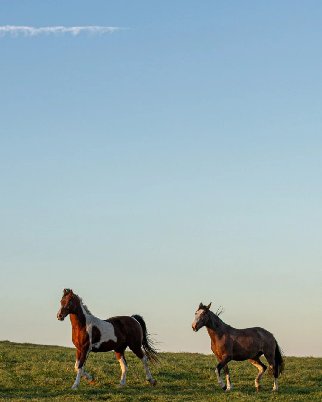 There is Earth.
There is sky.
I am both at the same time.

#mnhorses #horses #truenorthranchmn
