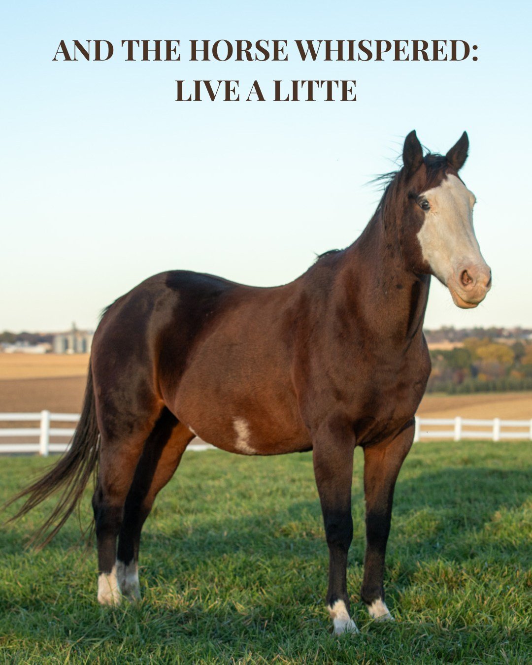 Finding the poetry in the everyday. A gentle reminder to slow down, breathe deep, and truly live. (Also, horses are the best life coaches.)

#truenorthranchmn #thisismytruenorth #mnhorses