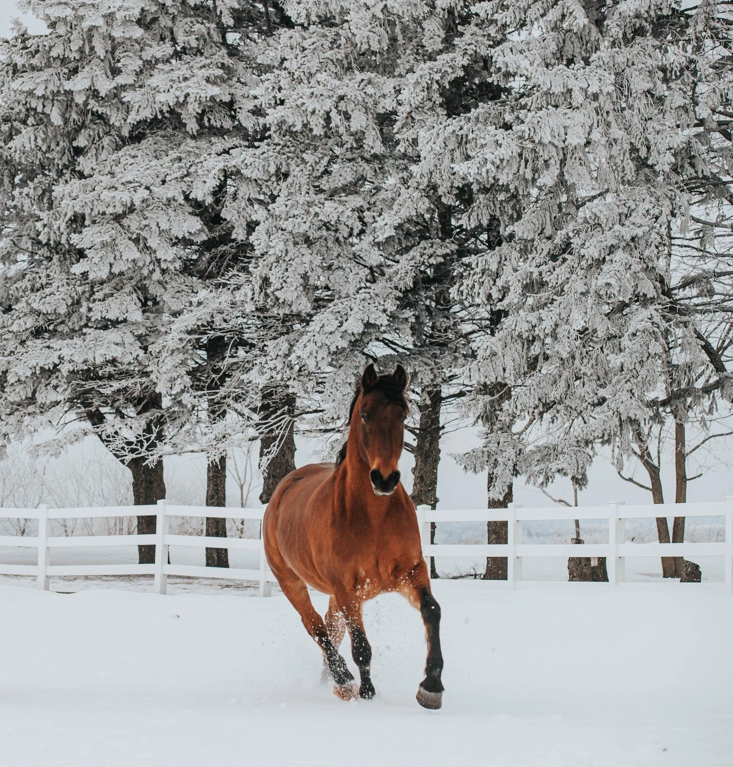 𝑻𝒐 𝒂𝒑𝒑𝒓𝒆𝒄𝒊𝒂𝒕𝒆 𝒕𝒉𝒆 𝒃𝒆𝒂𝒖𝒕𝒚 𝒐𝒇 𝒂 𝒔𝒏𝒐𝒘𝒇𝒍𝒂𝒌𝒆, 𝒊𝒕 𝒊𝒔 𝒏𝒆𝒄𝒆𝒔𝒔𝒂𝒓𝒚 𝒕𝒐 𝒔𝒕𝒂𝒏𝒅 𝒐𝒖𝒕 𝒊𝒏 𝒕𝒉𝒆 𝒄𝒐𝒍𝒅.

#horseboarding #minnesota #mnhorses #mnhorse #horses #horseranch #ranchlife #thisismytruenorth #truen