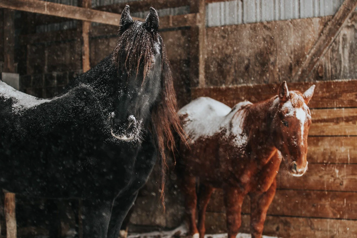 𝑷𝒆𝒐𝒑𝒍𝒆 𝒅𝒐𝒏'𝒕 𝒏𝒐𝒕𝒊𝒄𝒆 𝒘𝒉𝒆𝒕𝒉𝒆𝒓 𝒊𝒕'𝒔 𝒘𝒊𝒏𝒕𝒆𝒓 𝒐𝒓 𝒔𝒖𝒎𝒎𝒆𝒓 𝒘𝒉𝒆𝒏 𝒕𝒉𝒆𝒚 𝒂𝒓𝒆 𝒉𝒂𝒑𝒑𝒚.

What are some of your favorite winter riding or winter chore clothing? We love Danner boots for outdoor winter chores and 