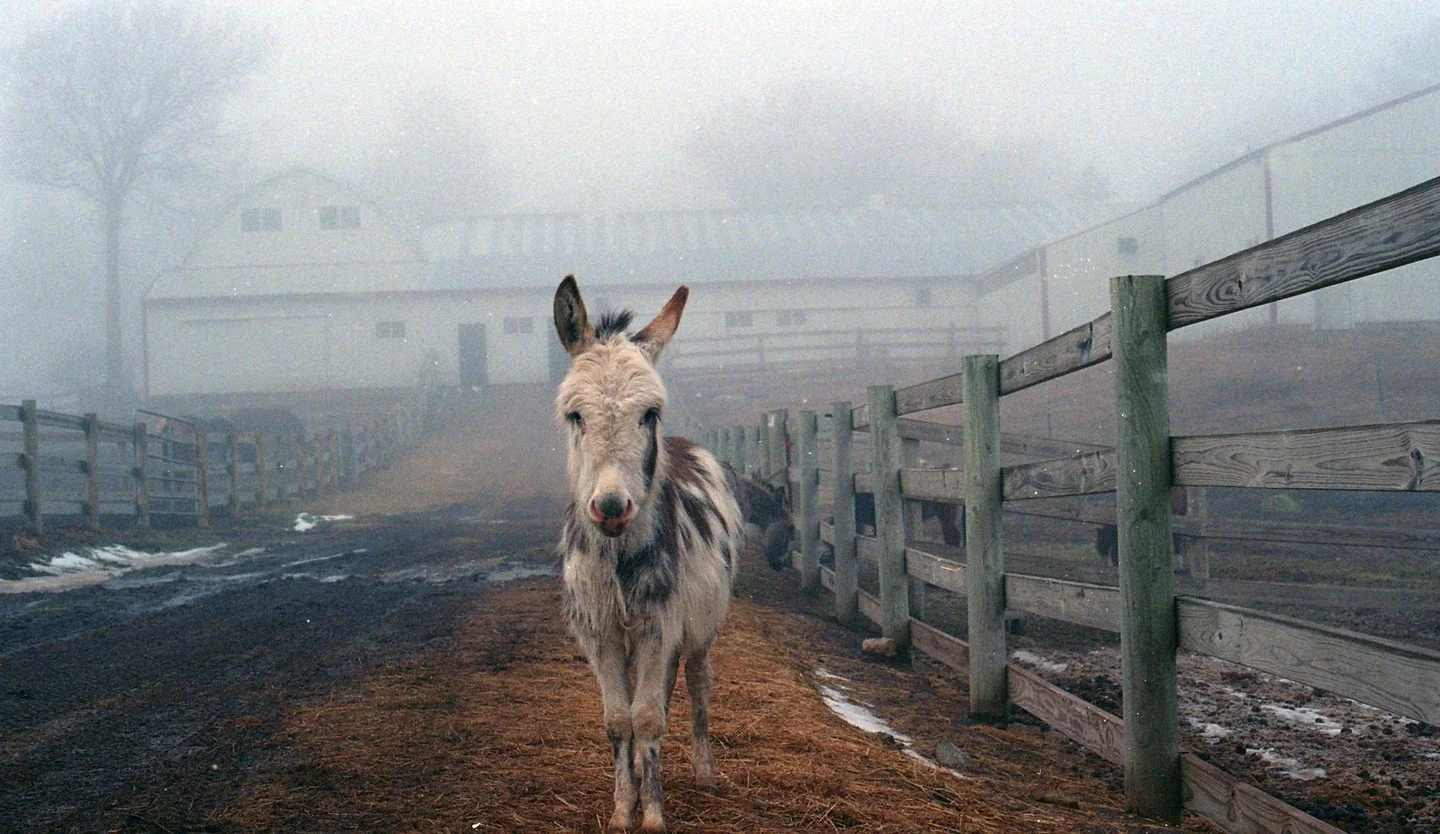 The mud of April is simply the soil&rsquo;s way of proving it has finally softened enough to breathe again.

Spring is here. Remember to breathe. 

📷 Photo Credit: True North Barn Manager // Film

#truenorthranchmn #minnesota #springmn #rebirth #new