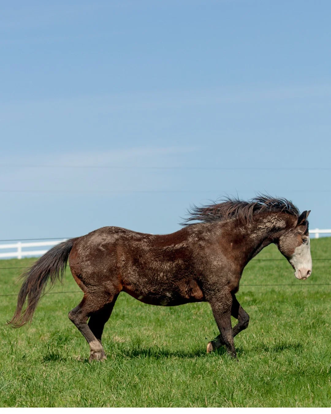 Spring hair, don't care.

#ichabod #horse #mnhorses #truenorthranchmn #minnesota #springhorse