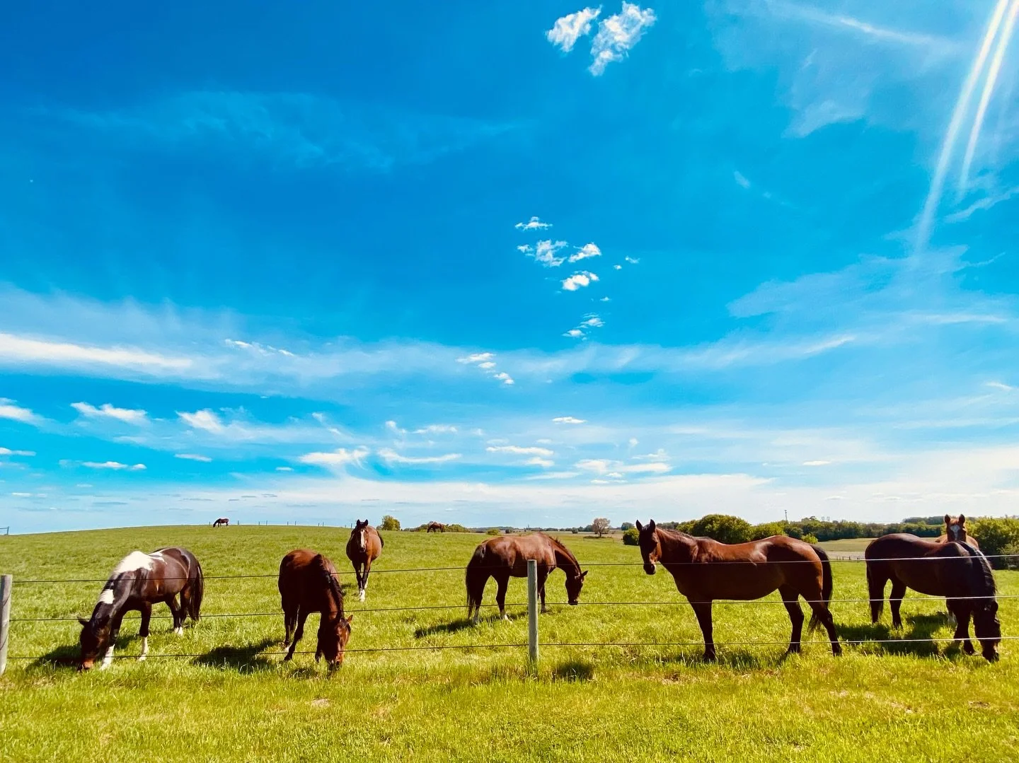 Not AI. Just a regular Wednesday at True North Ranch. 🤎 #mnhorses #truenorthranchmn #minnesota