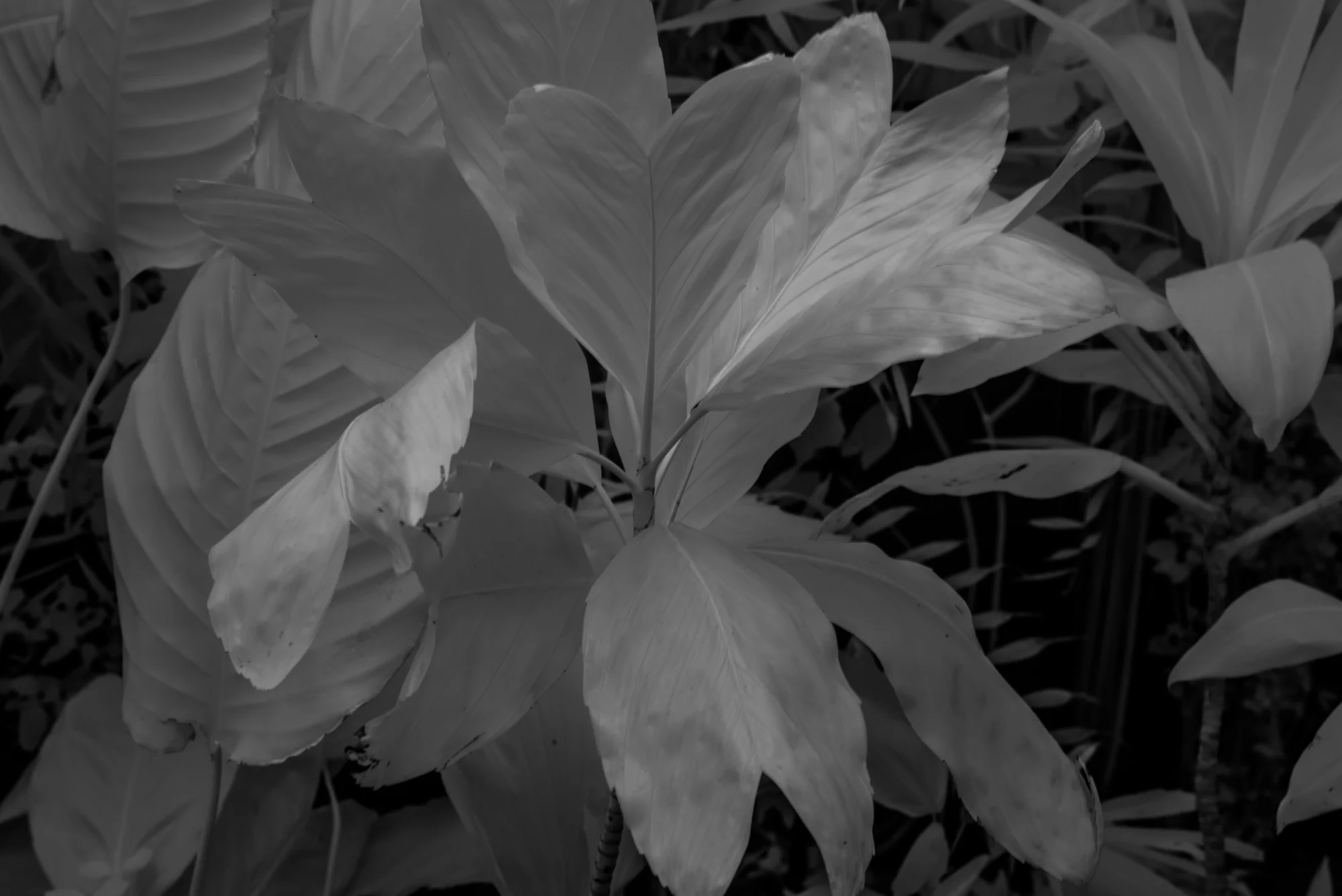 CONSERVATORY 5 (2017)