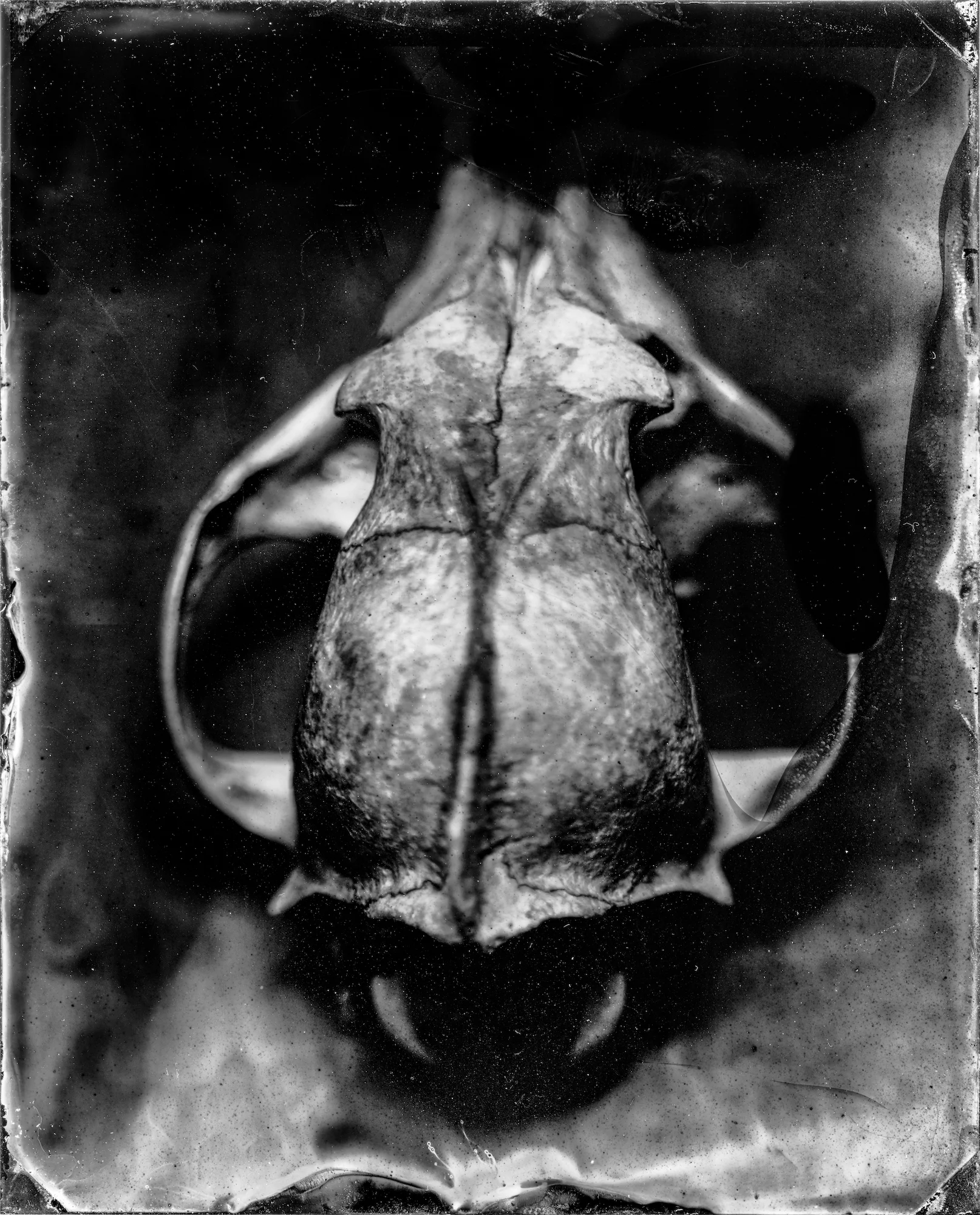 COYOTE TINTYPE 1 (2018)