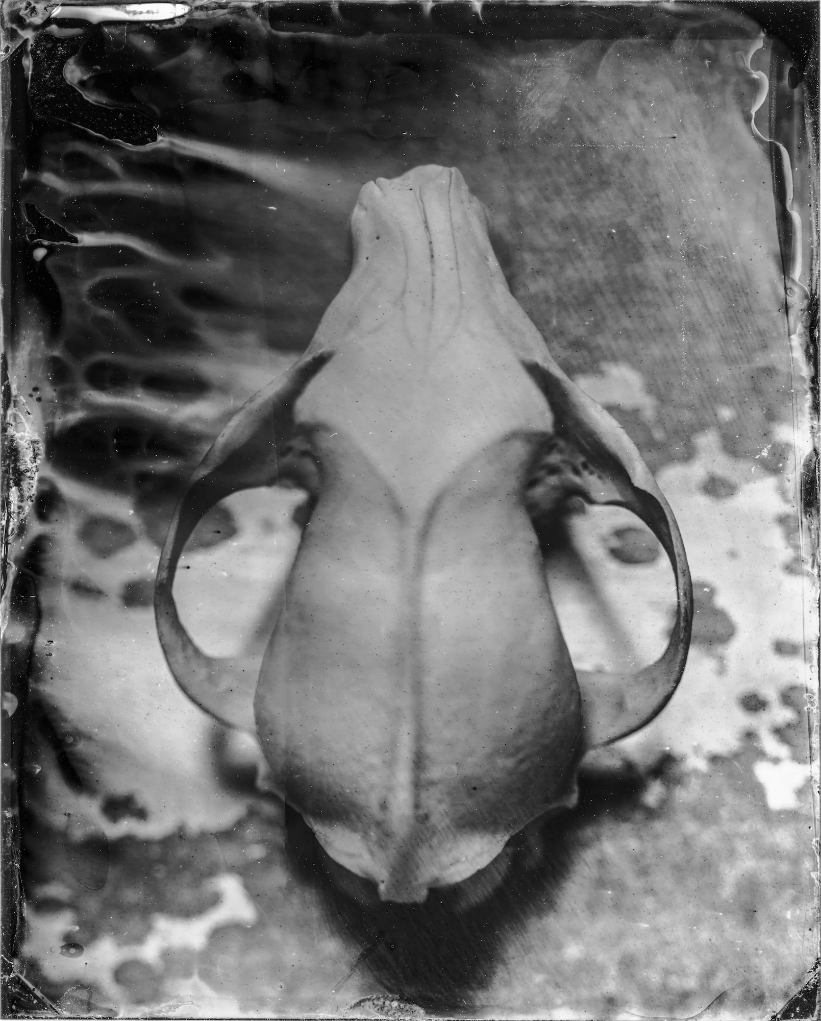 COYOTE TINTYPE 2 (2018)