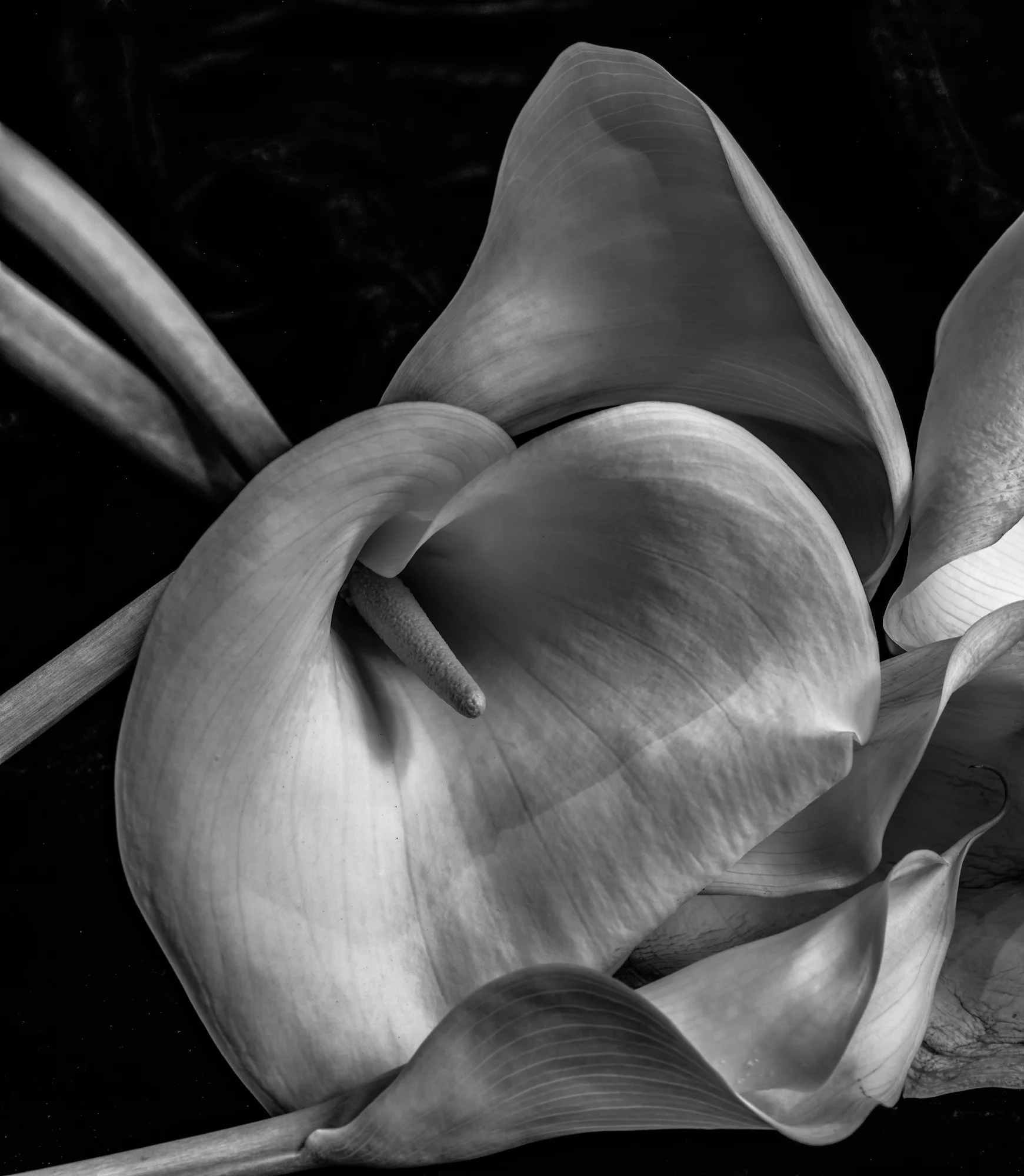 CALLAS STUDY 2 (2019)