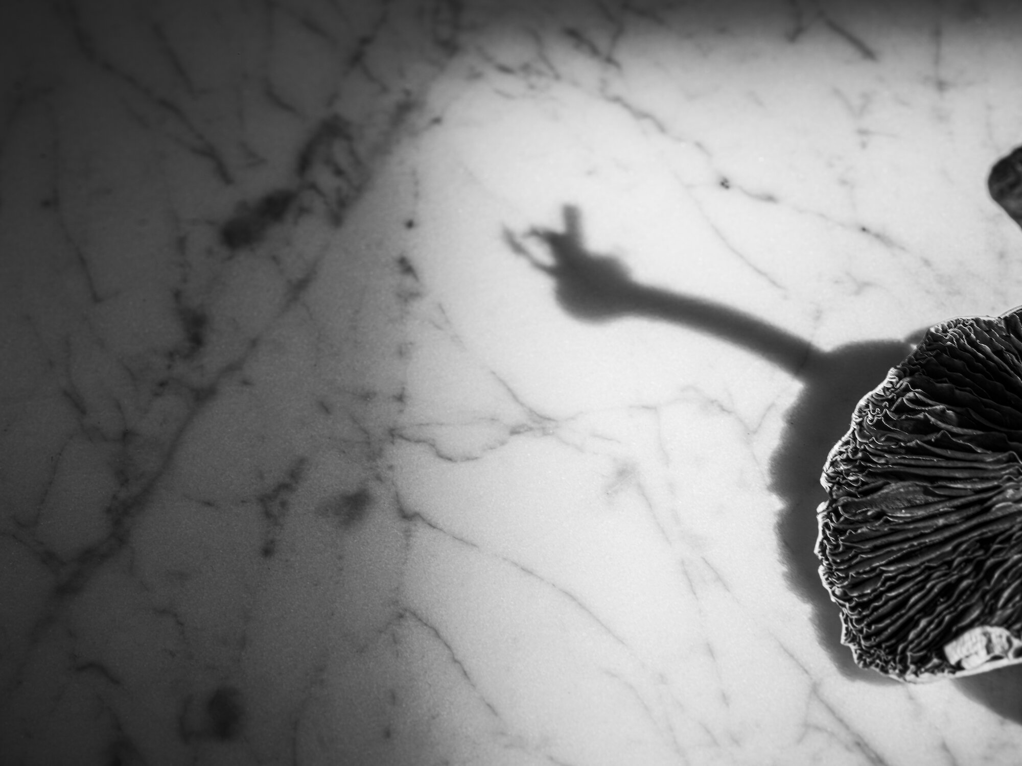 MUSHROOM SHADOW 1 (2020)