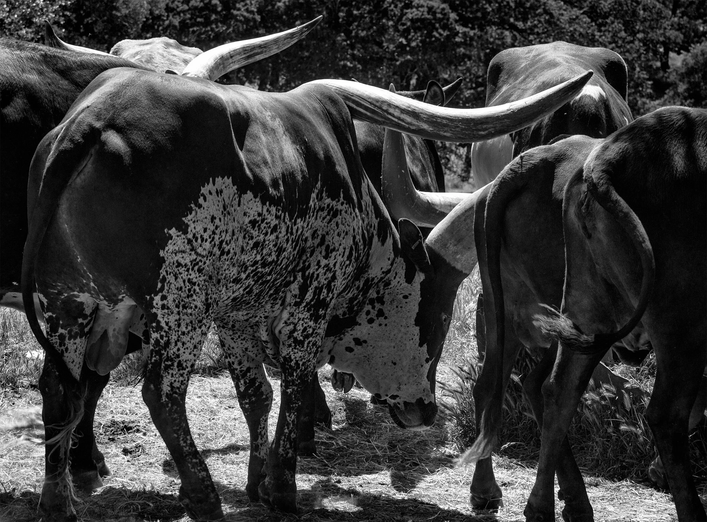 MASAI CATTLE 1 (2021)
