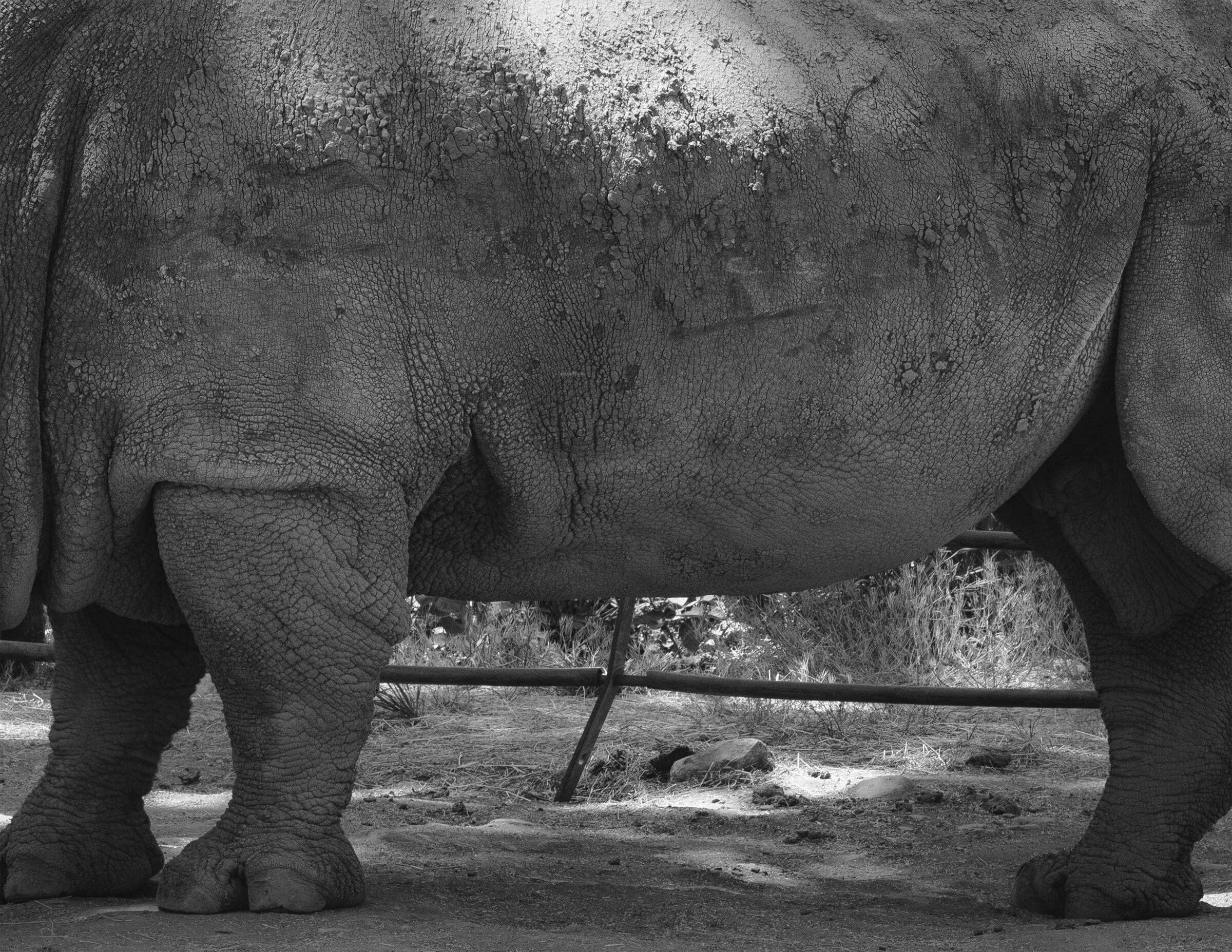 RHINOCEROS AND BENT FENCE (2021)