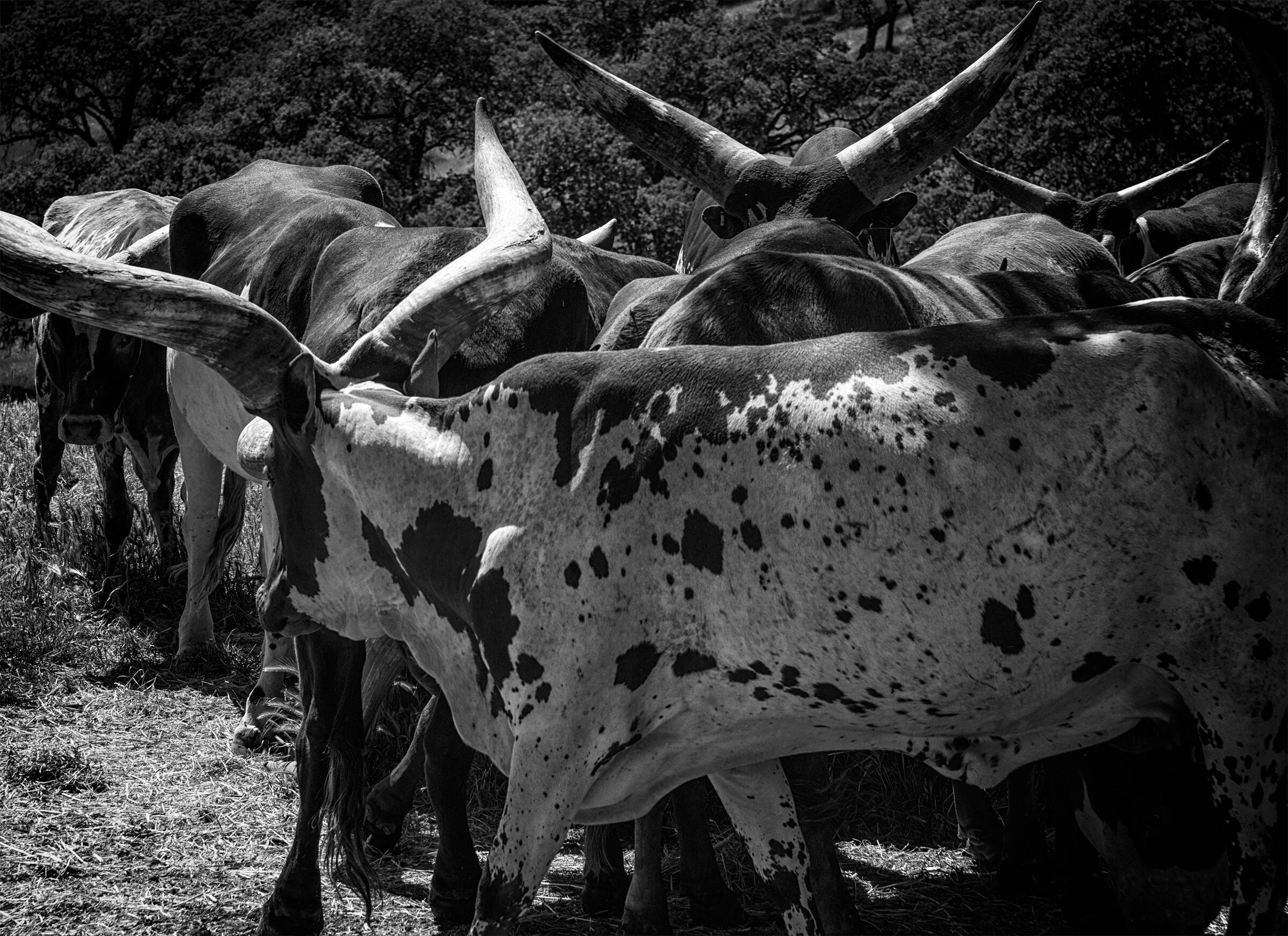 MASAI CATTLE 2 (2021)
