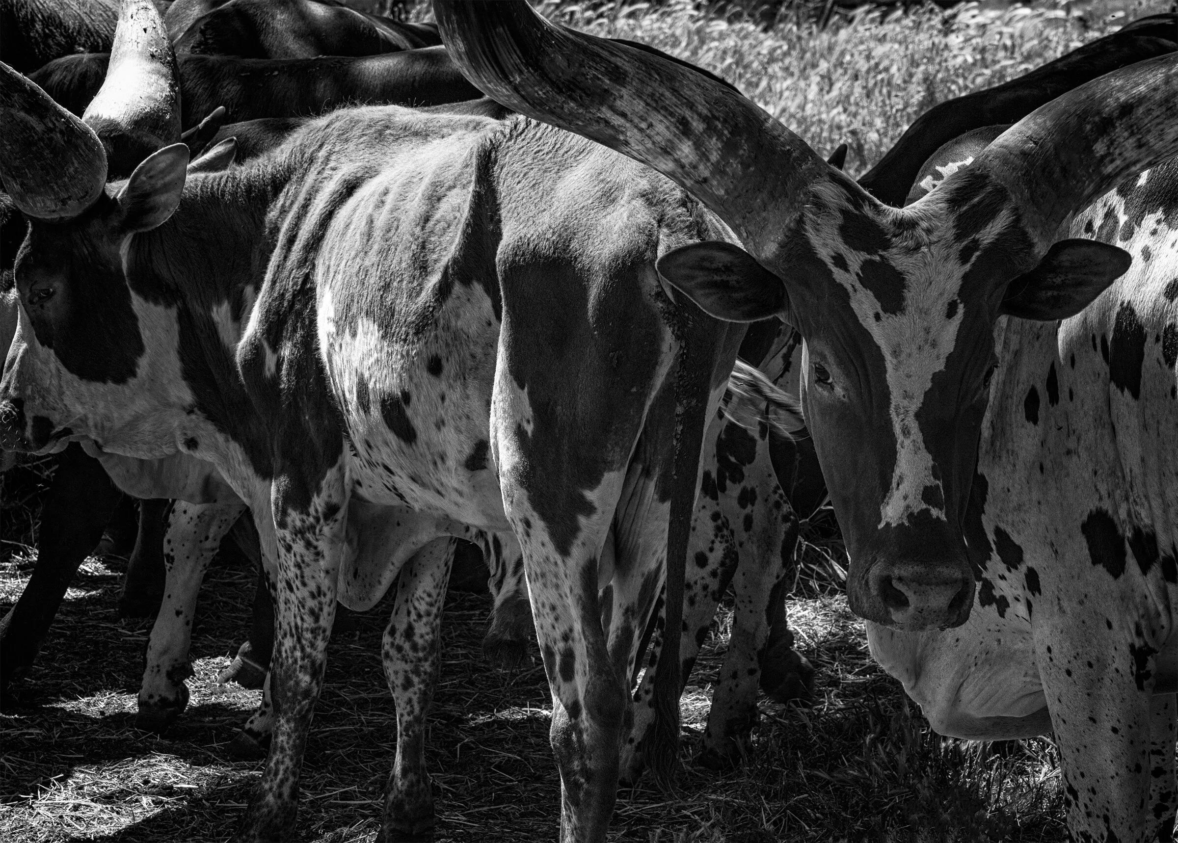 MASAI CATTLE 3 (2021)