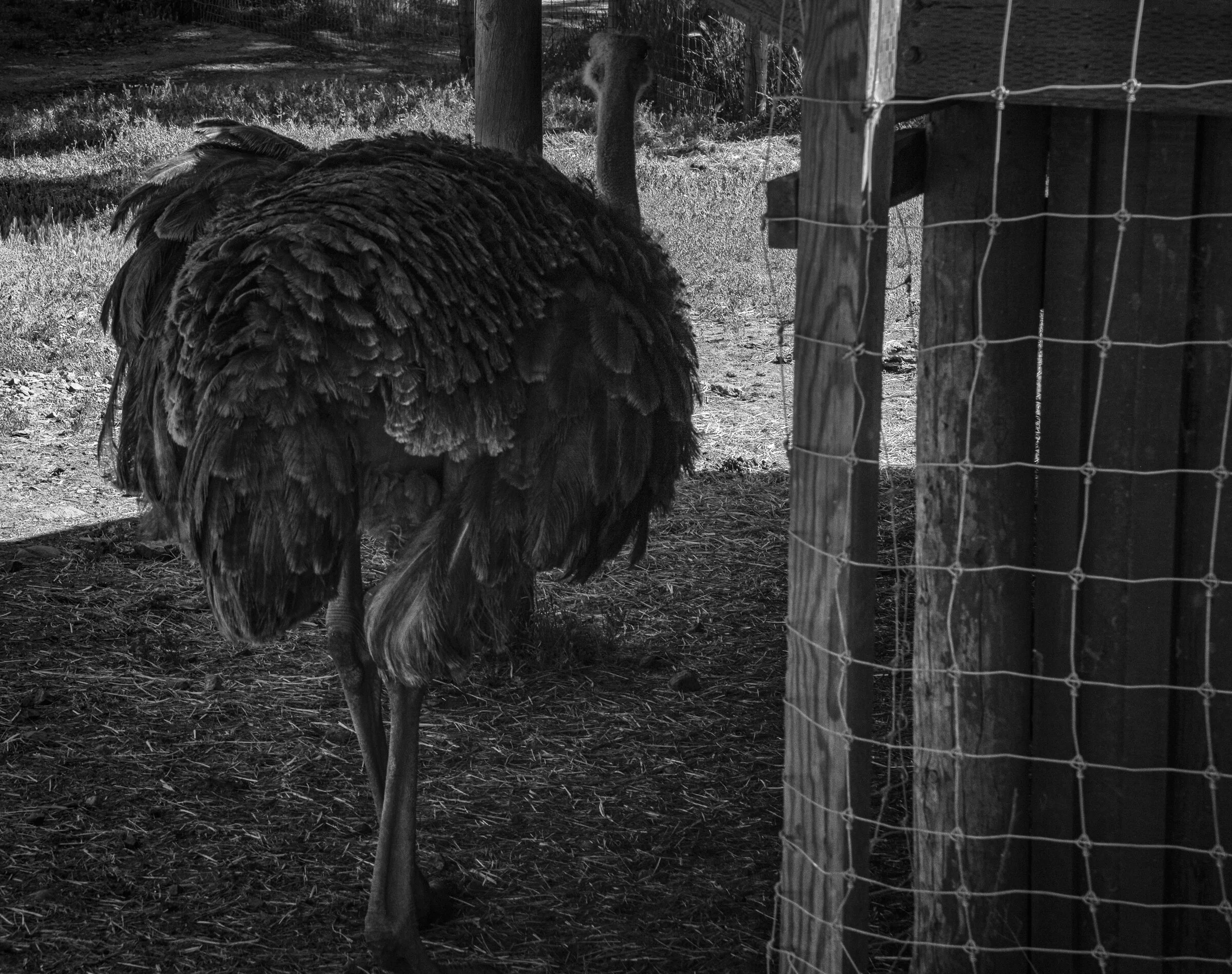OSTRICH AND FENCE (2021)