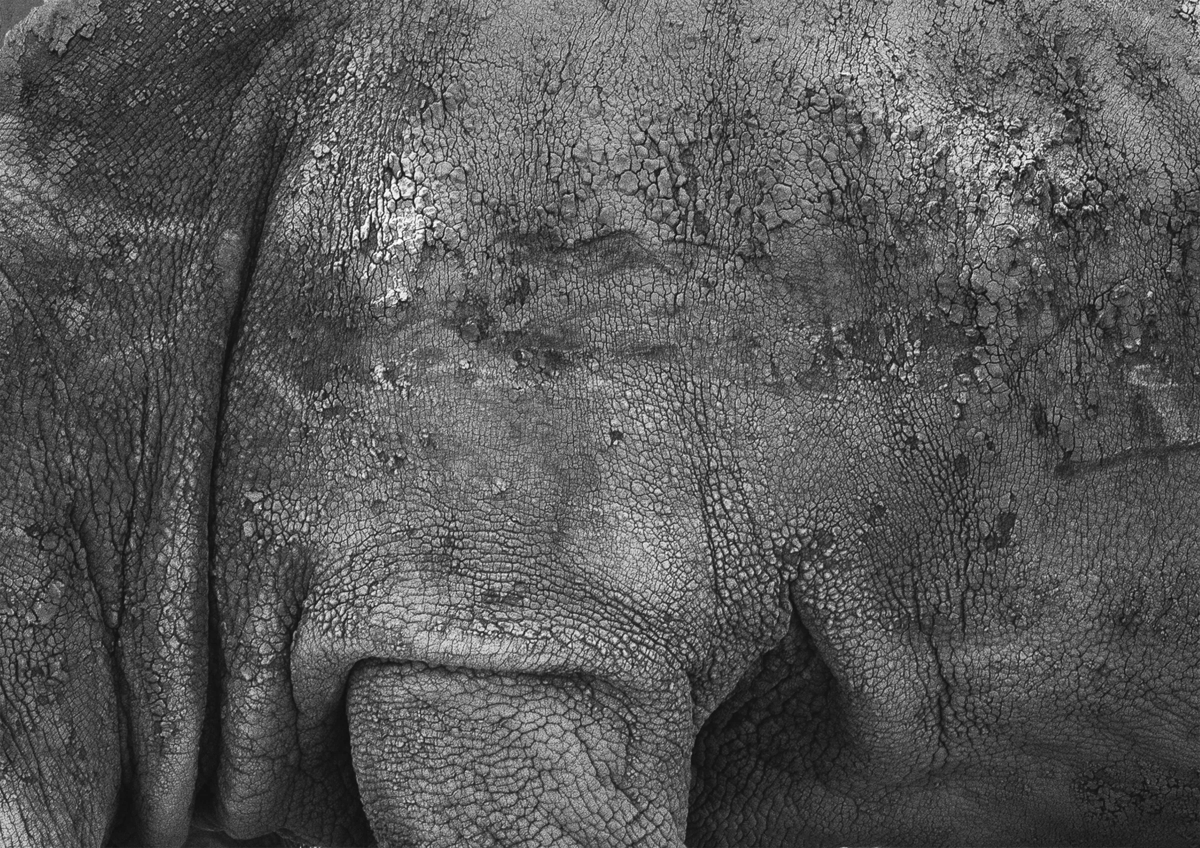 RHINOCEROS TEXTURE (2021)