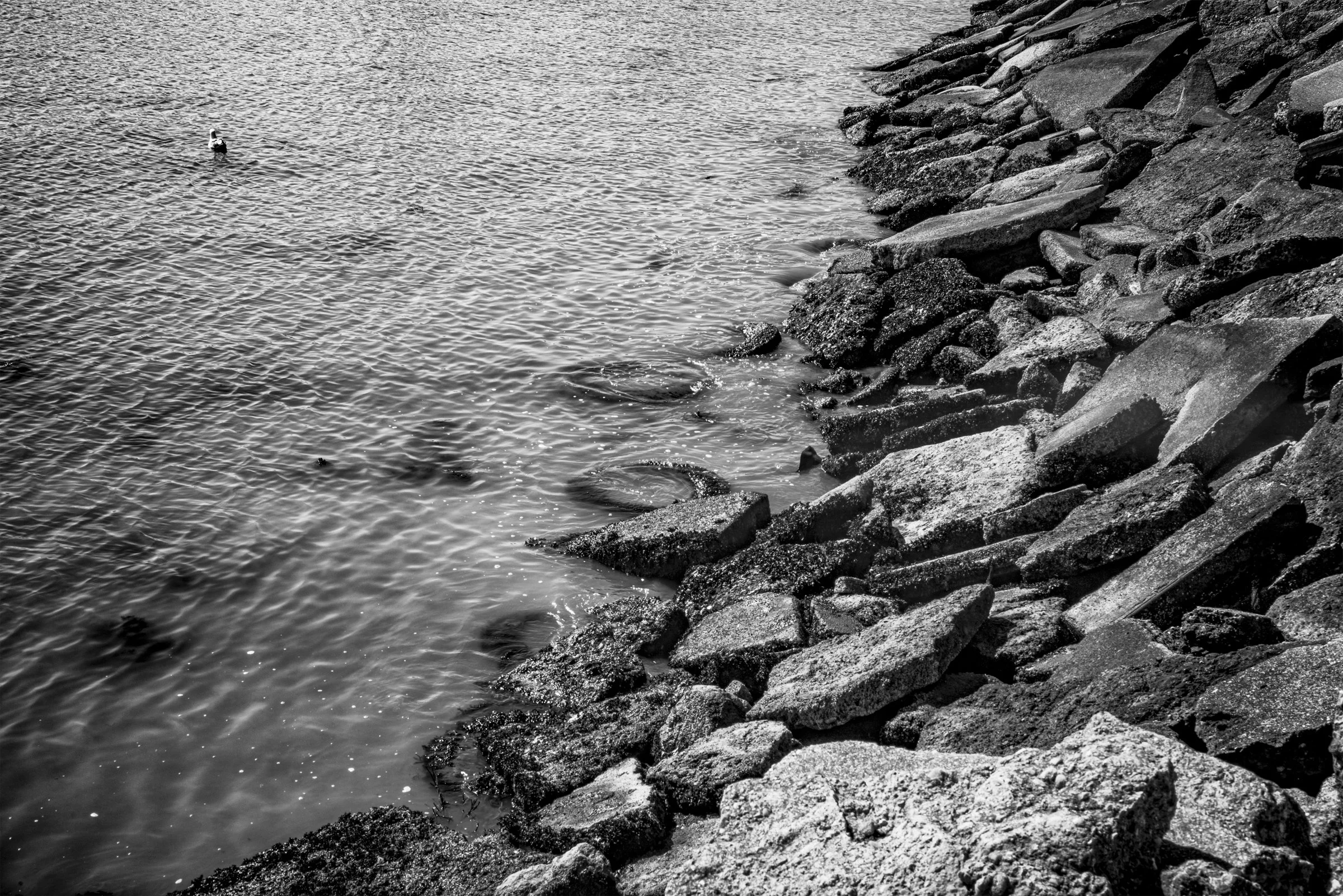 SEAGULL, TIRE AND ROCKS (2022)