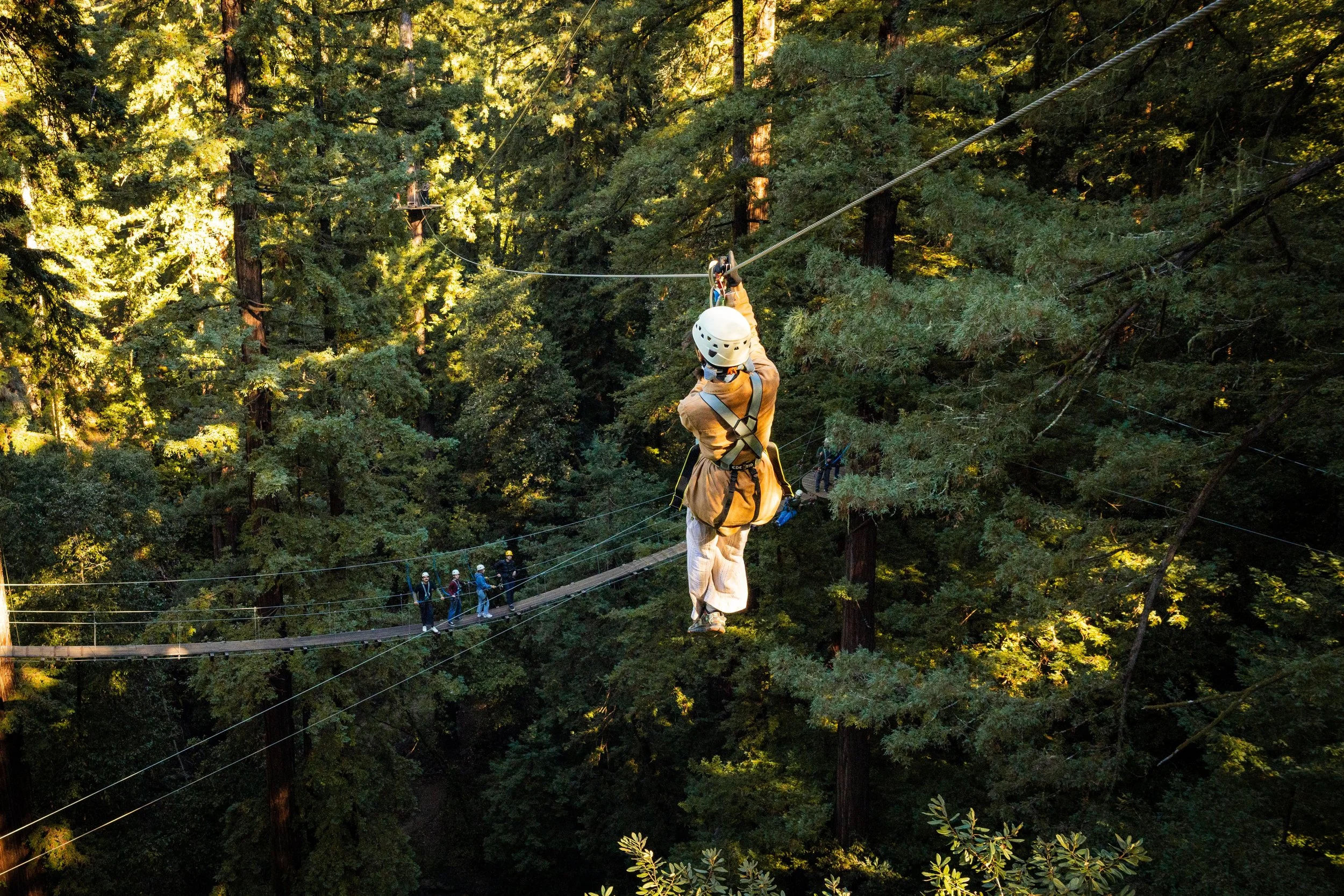 Zipline in redwood forest built by Synergo