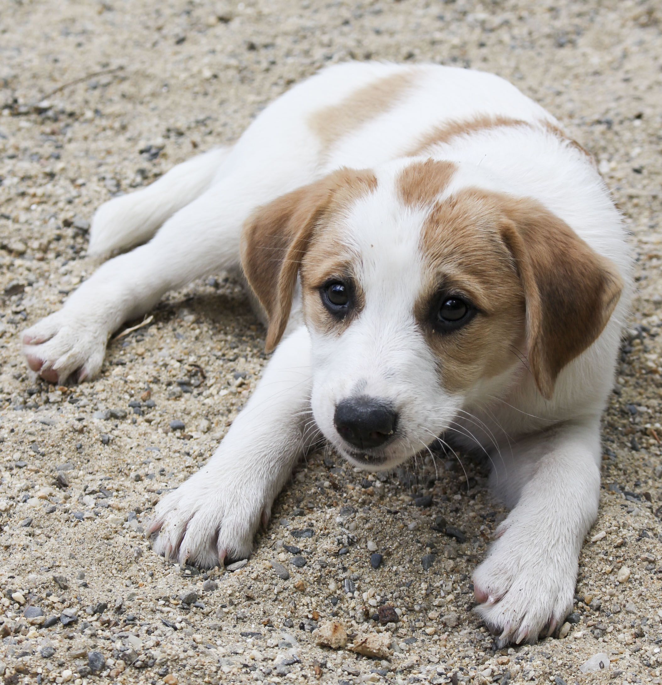 windham animal shelter