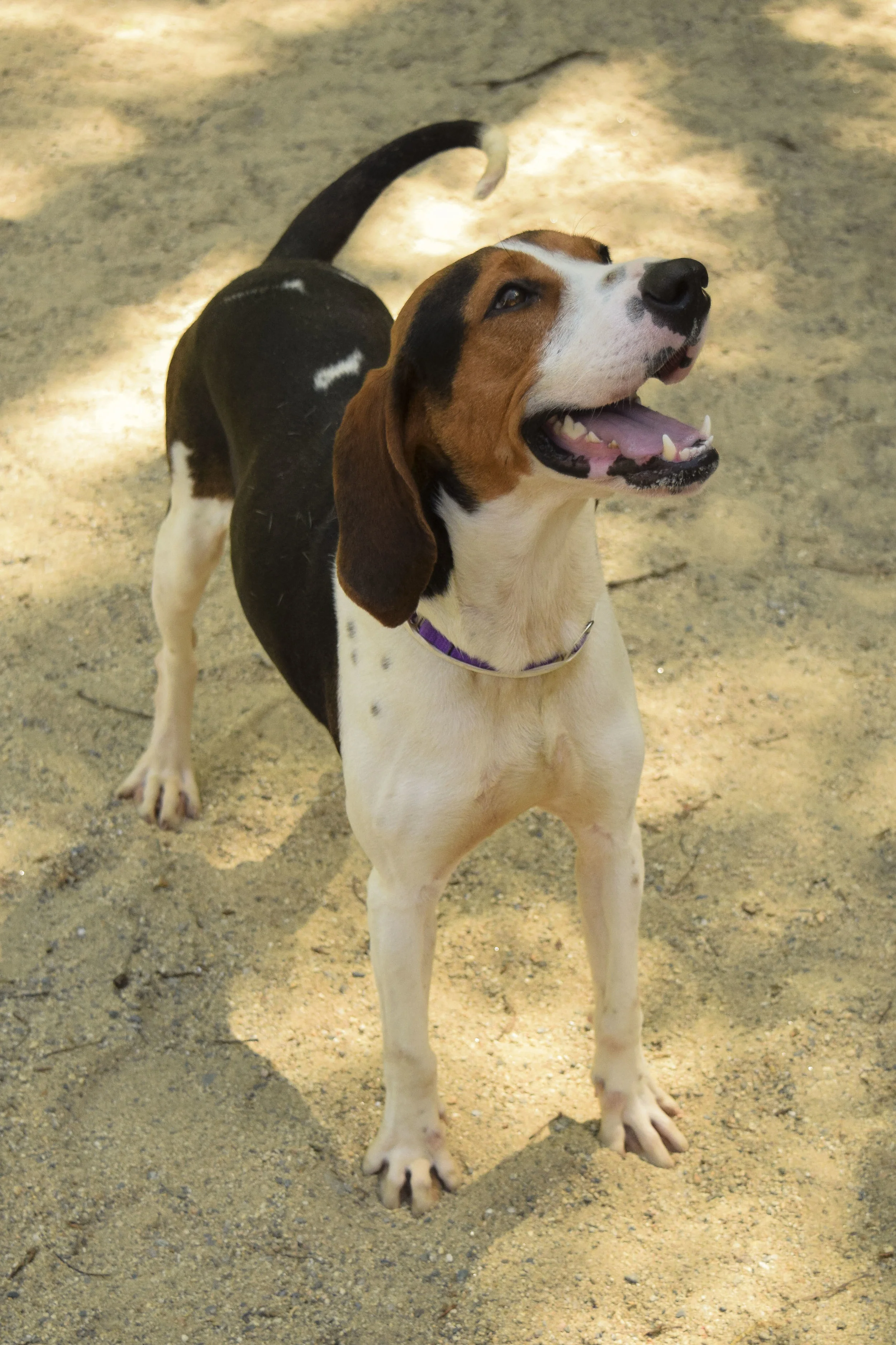 windham animal shelter