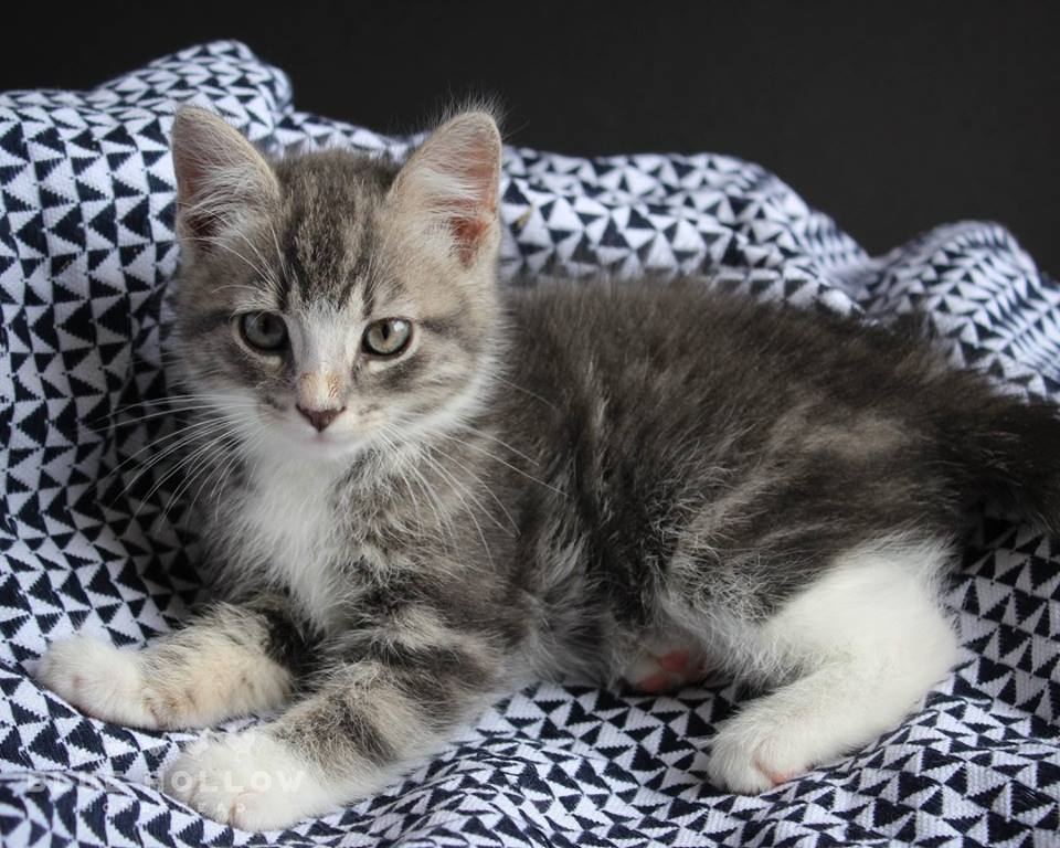 Cats Windham County Humane Society