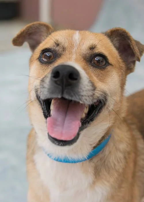 windham animal shelter