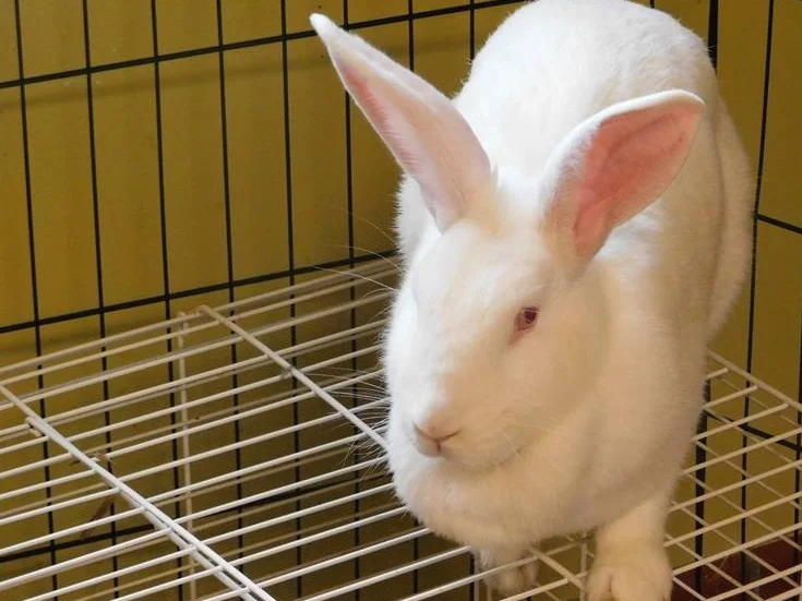 rowena bunny.jpg