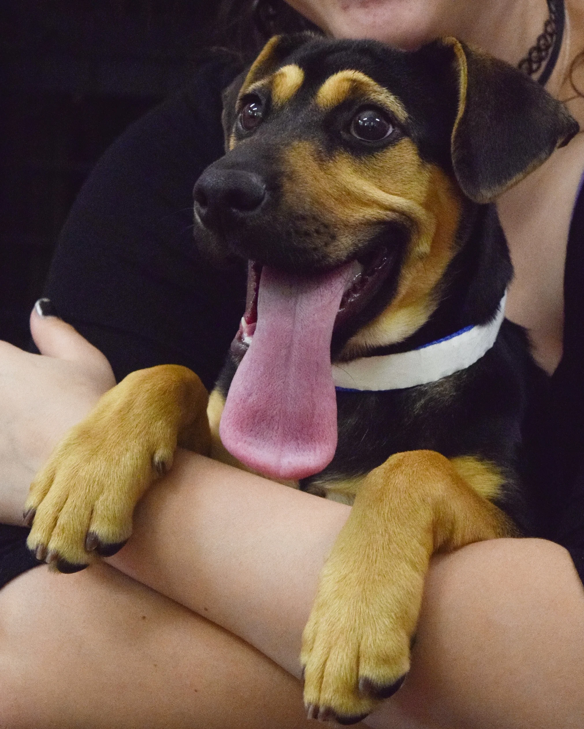 long tounge .jpg