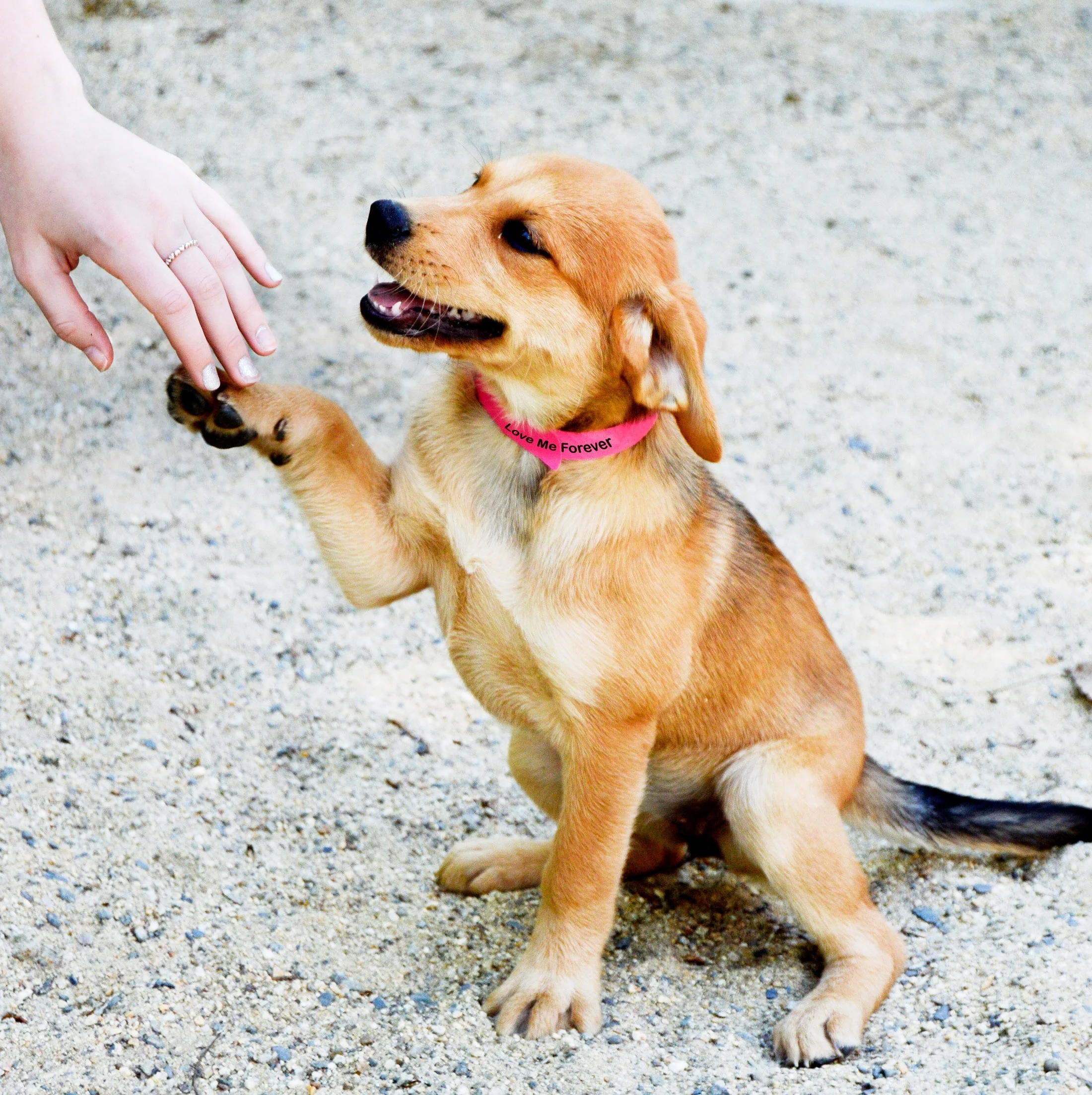 windham animal shelter