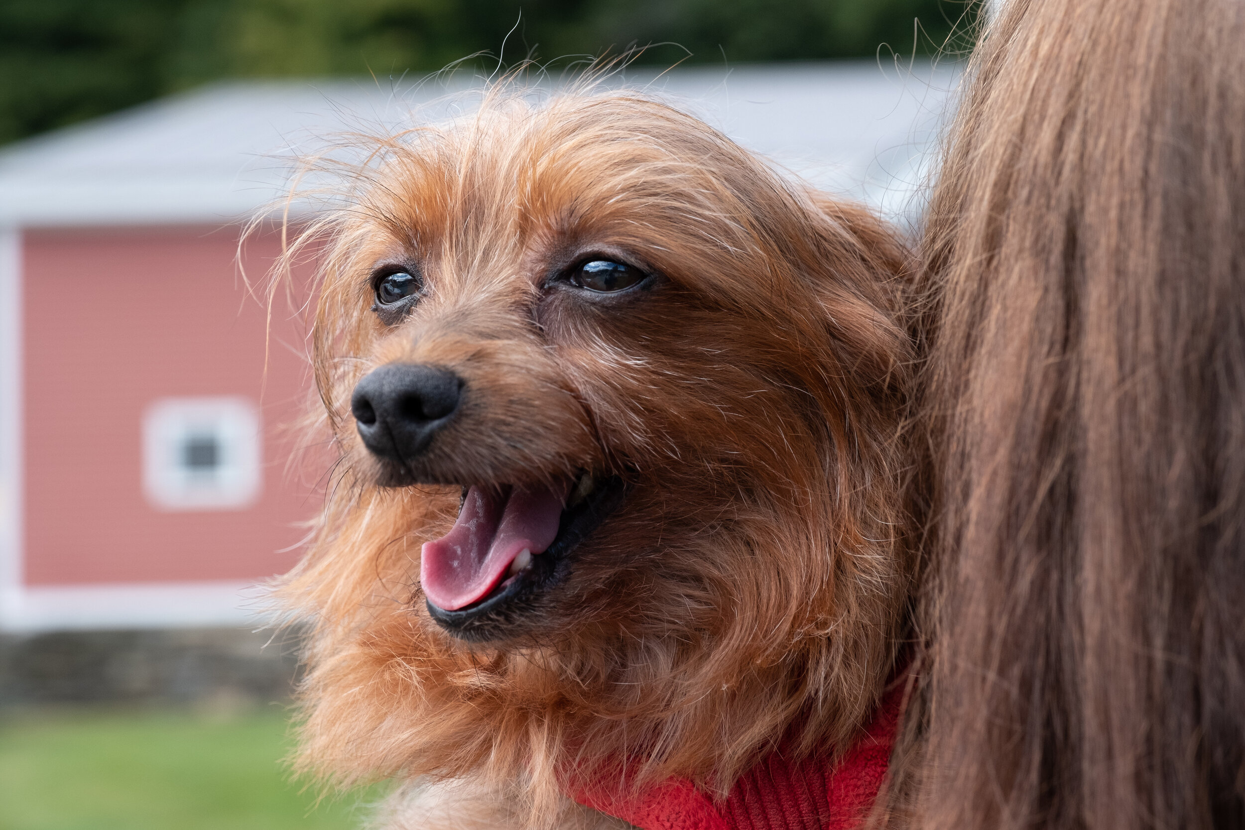 Windham County Humane Society