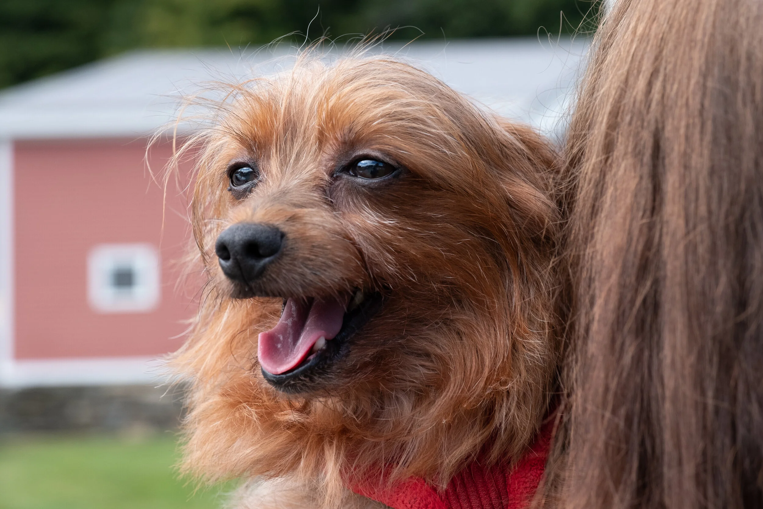 Windham County Humane Society Windham County Humane Society