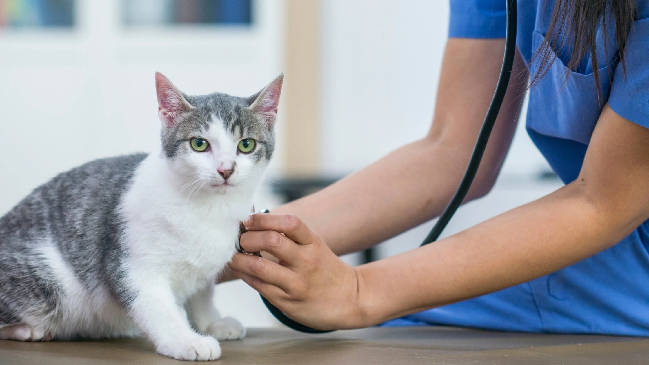 Windham County Humane Society