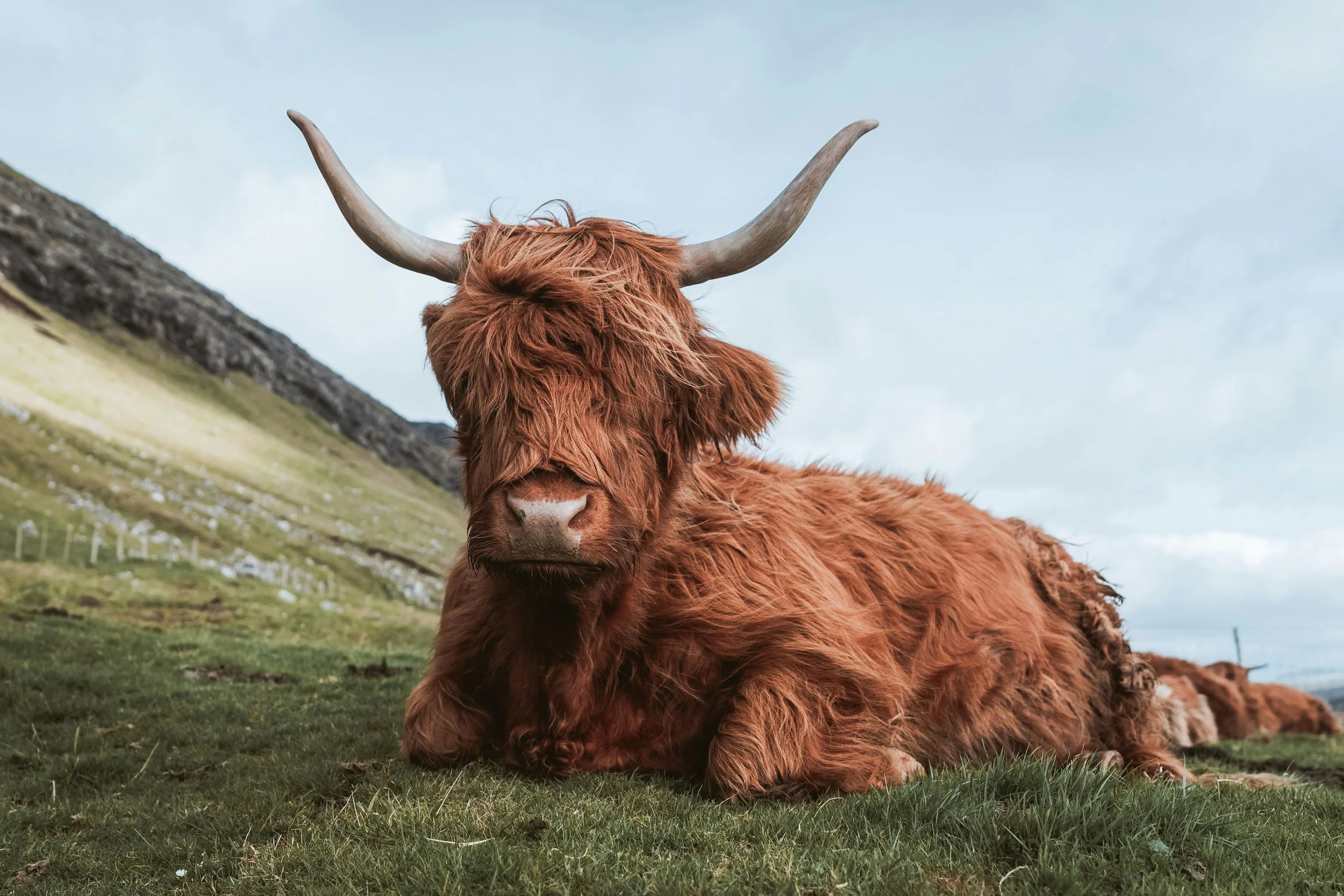 59-hairycow.jpg