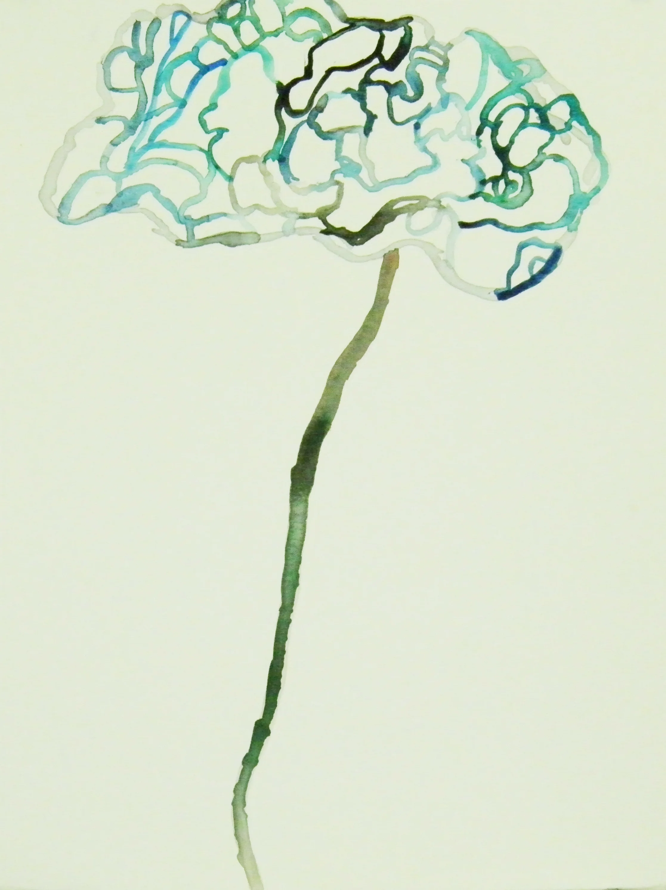 cockscomb