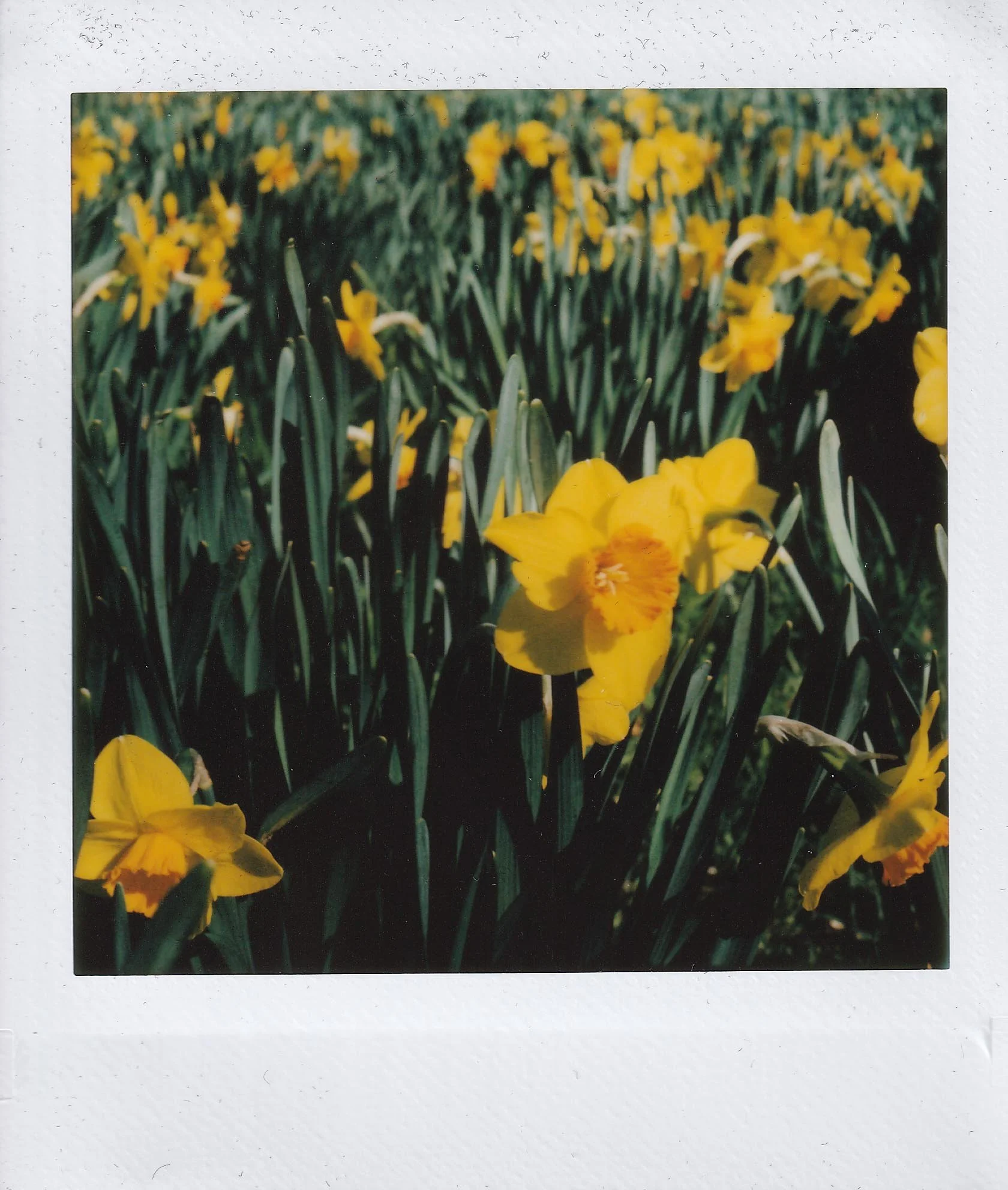 daffodils, close up, cylburn arboretum, after going to baltimore museum of art, 4-2-22.jpg