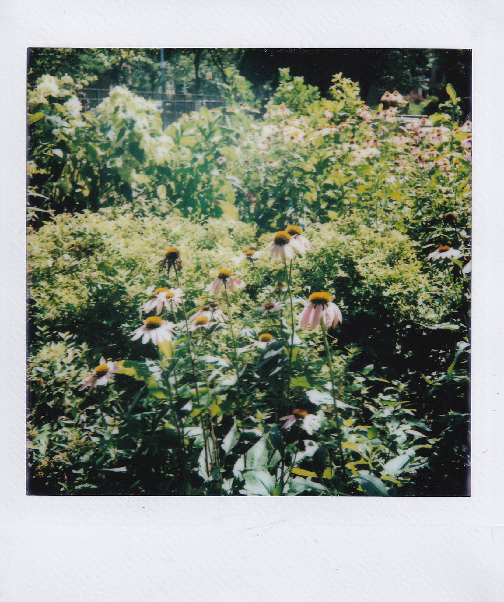cone flowers, herbert von king park, going for a walk, wednesday, 7-9-25.jpg