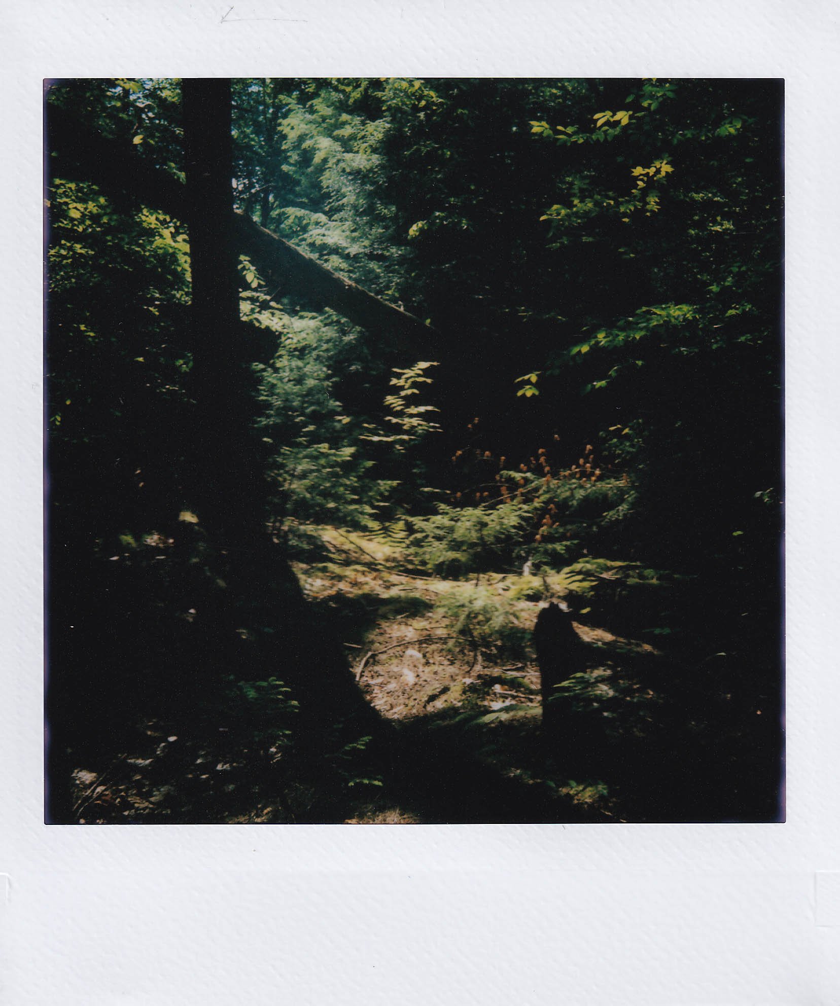 saranc lake second camping spot 2, sunday, 7-6-25.jpg