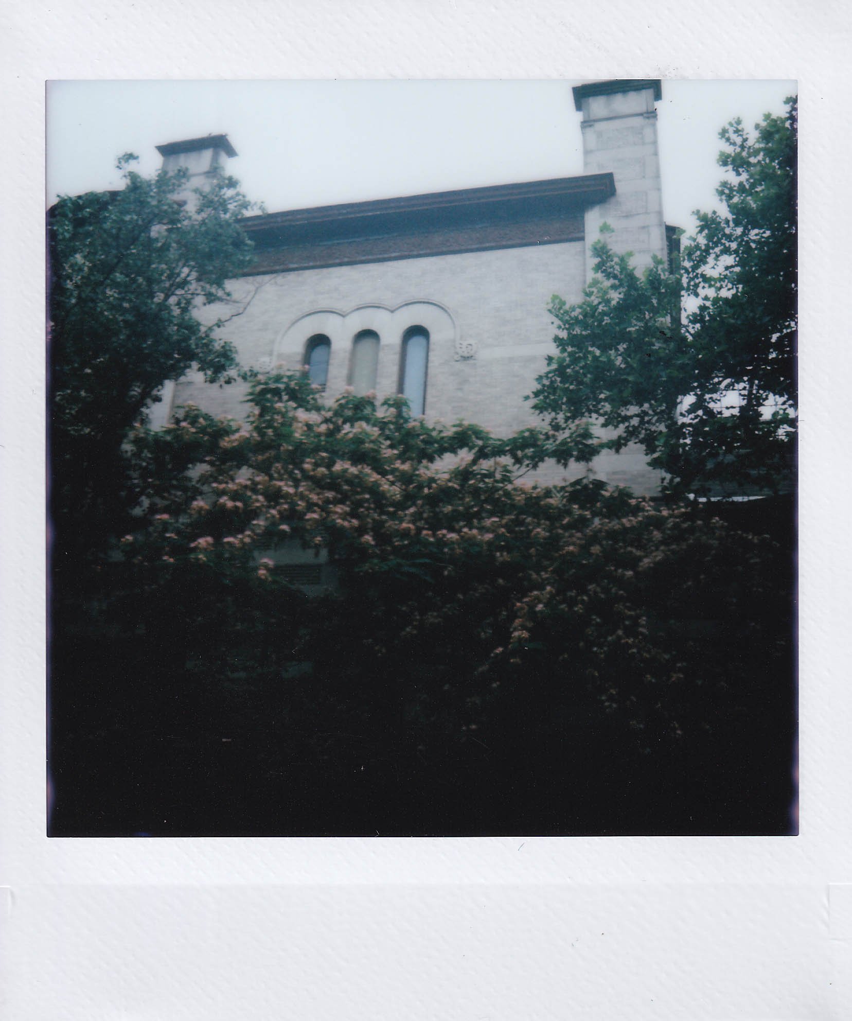 mimosa trees, jefferson ave., down the street from tucker's, bedford stuyvesant, tuesday, 7-1-25.jpg