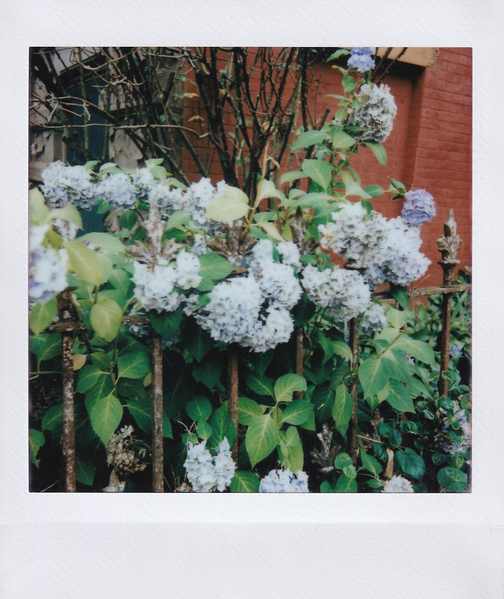 hydrangeas, walking, bedford-stuyvesant, tuesday, 7-1-25.jpg