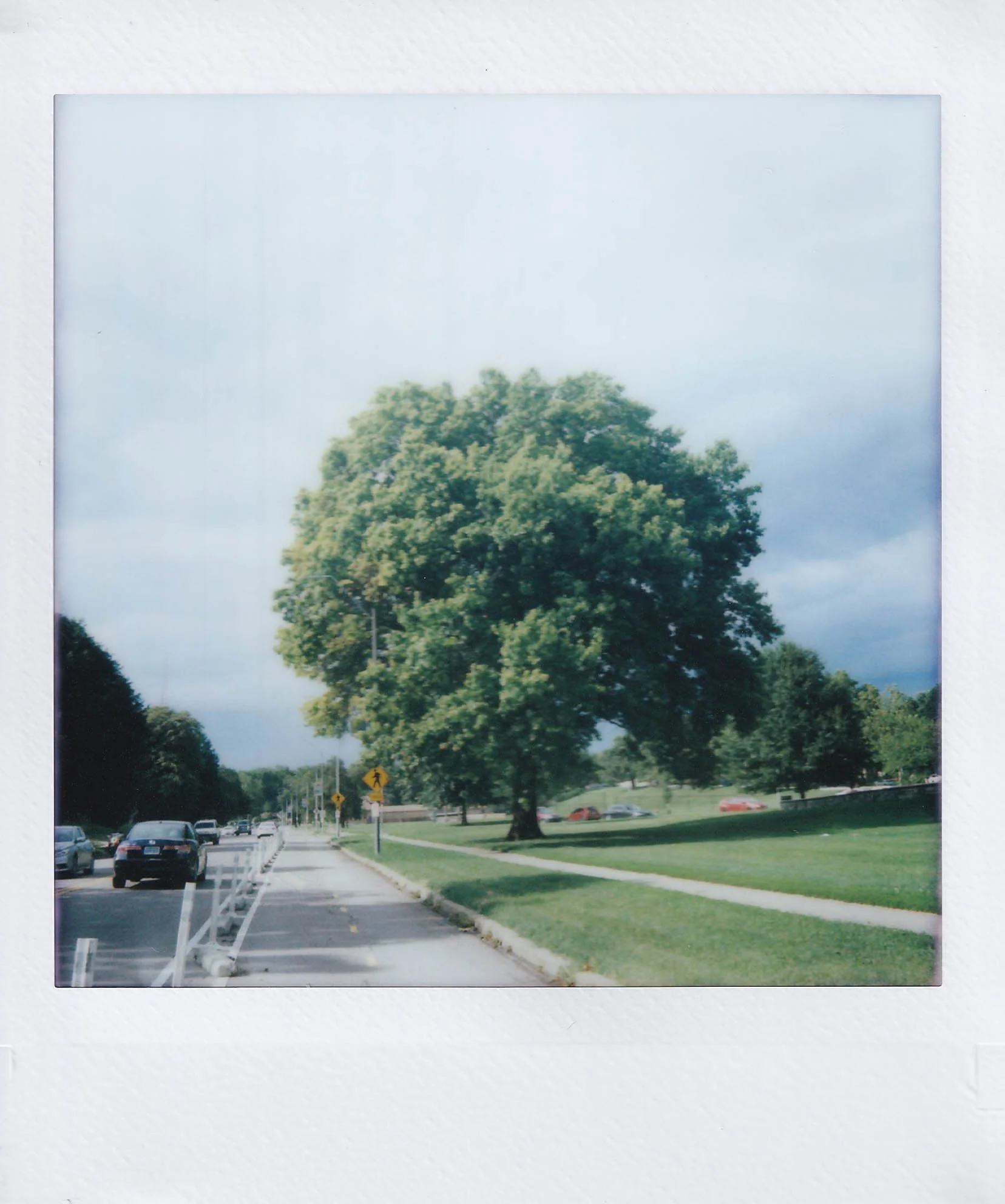 tree 1, gillham park, stopped while driving to go climb, monday, 7-21-25.jpg